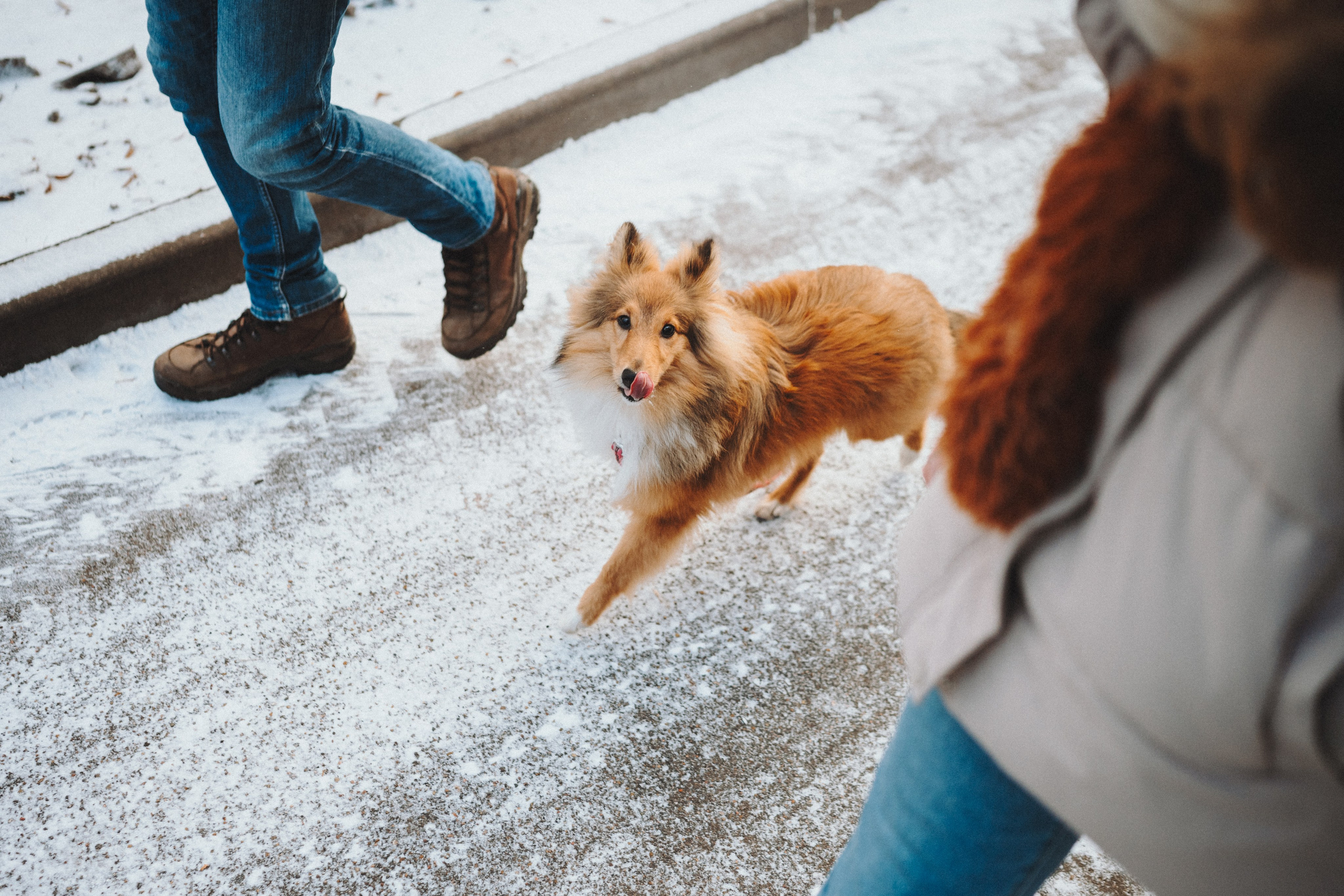 Дарья, Стас и Спика. Семейный фотограф анималист Ананьева Мария — Москва