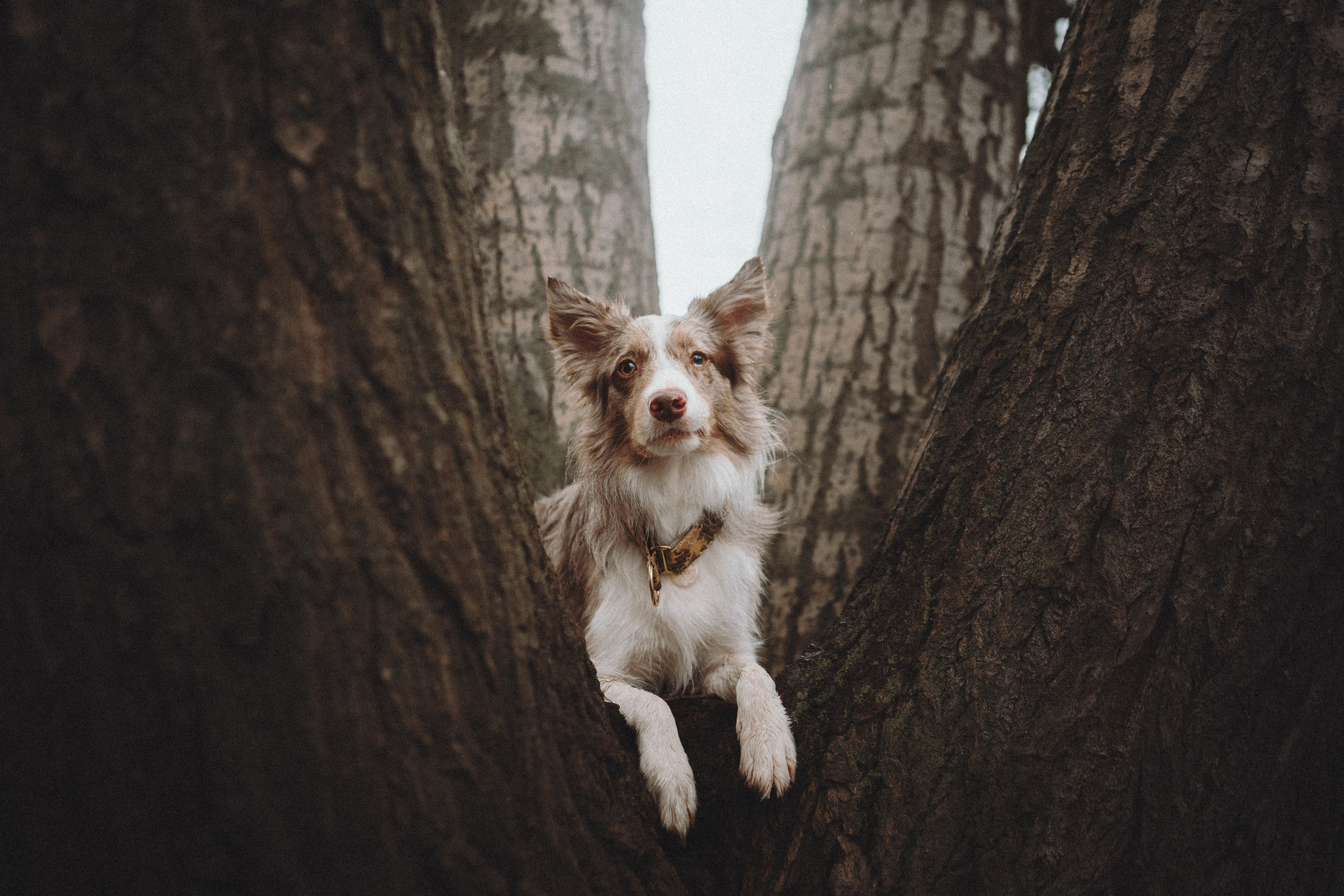 Аня и Дэймон. Семейный фотограф анималист Ананьева Мария — Москва