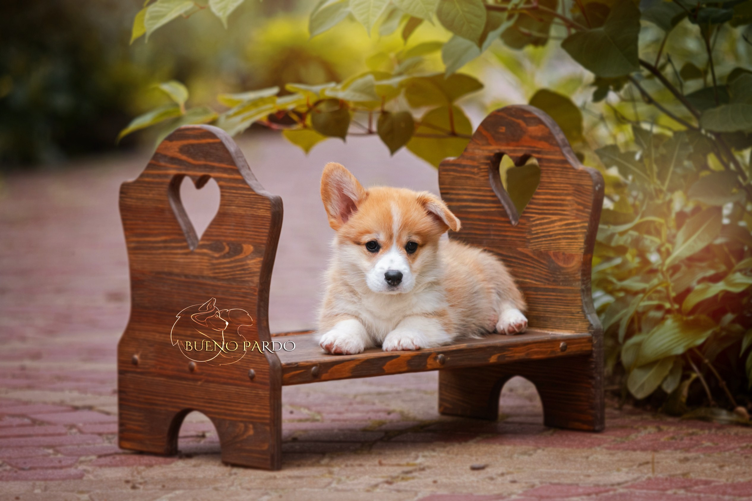 Щенки вельш корги пемброк из питомника. Питомник собак Акита, Хаски, Корги