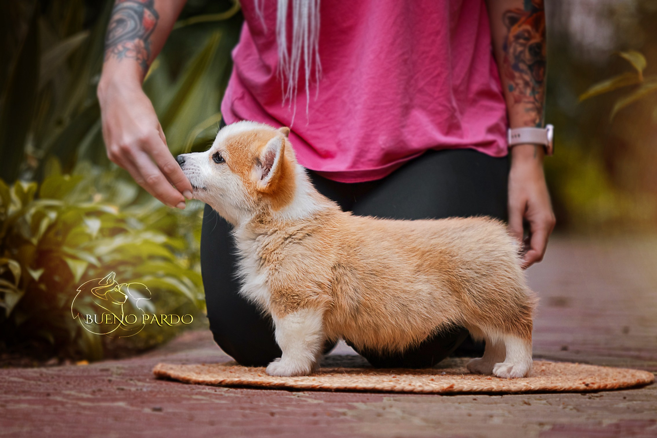Щенки вельш корги пемброк из питомника. Питомник собак Акита, Хаски, Корги