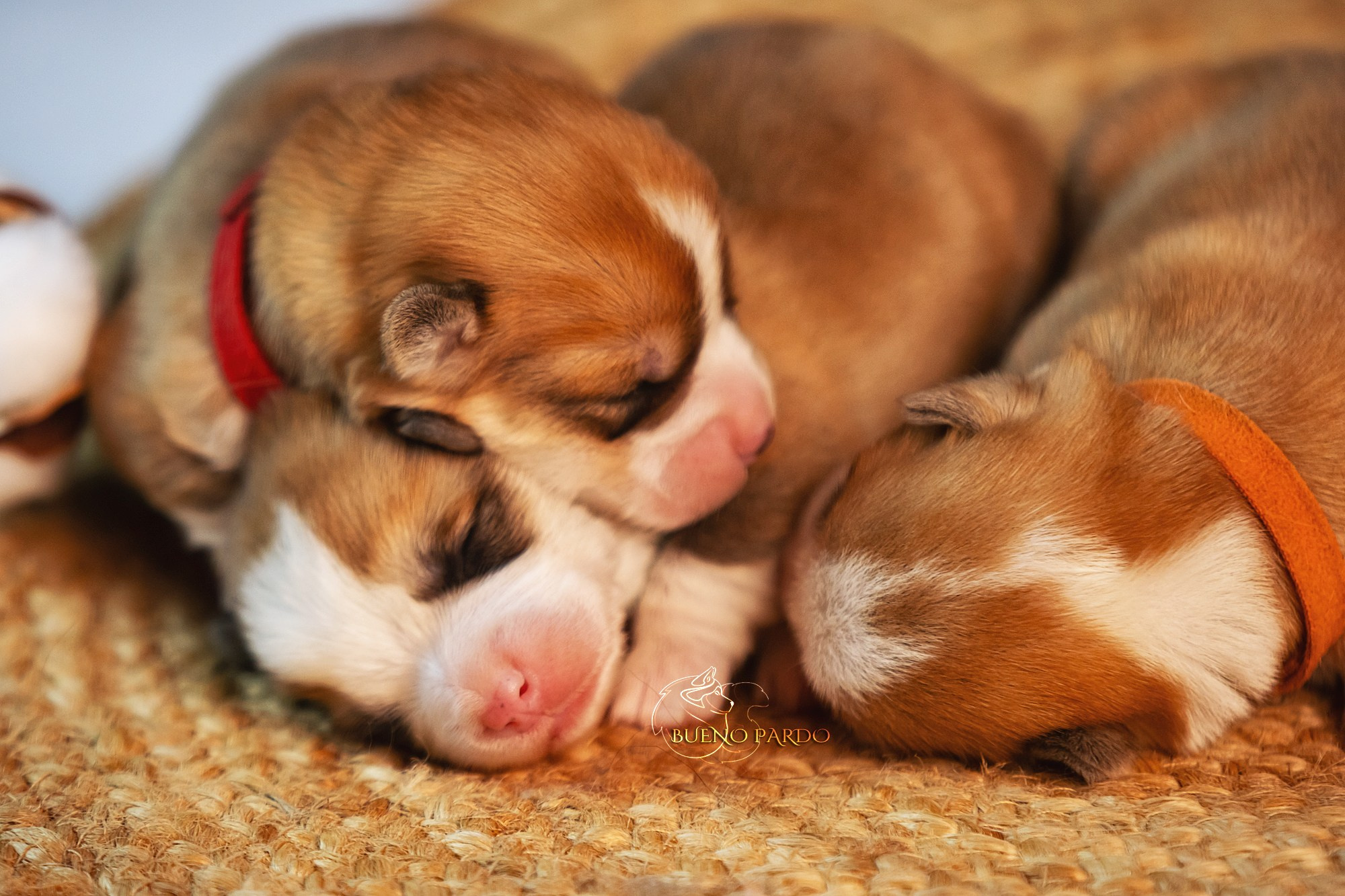 Щенки вельш корги пемброк из питомника. Питомник собак Акита, Хаски, Корги