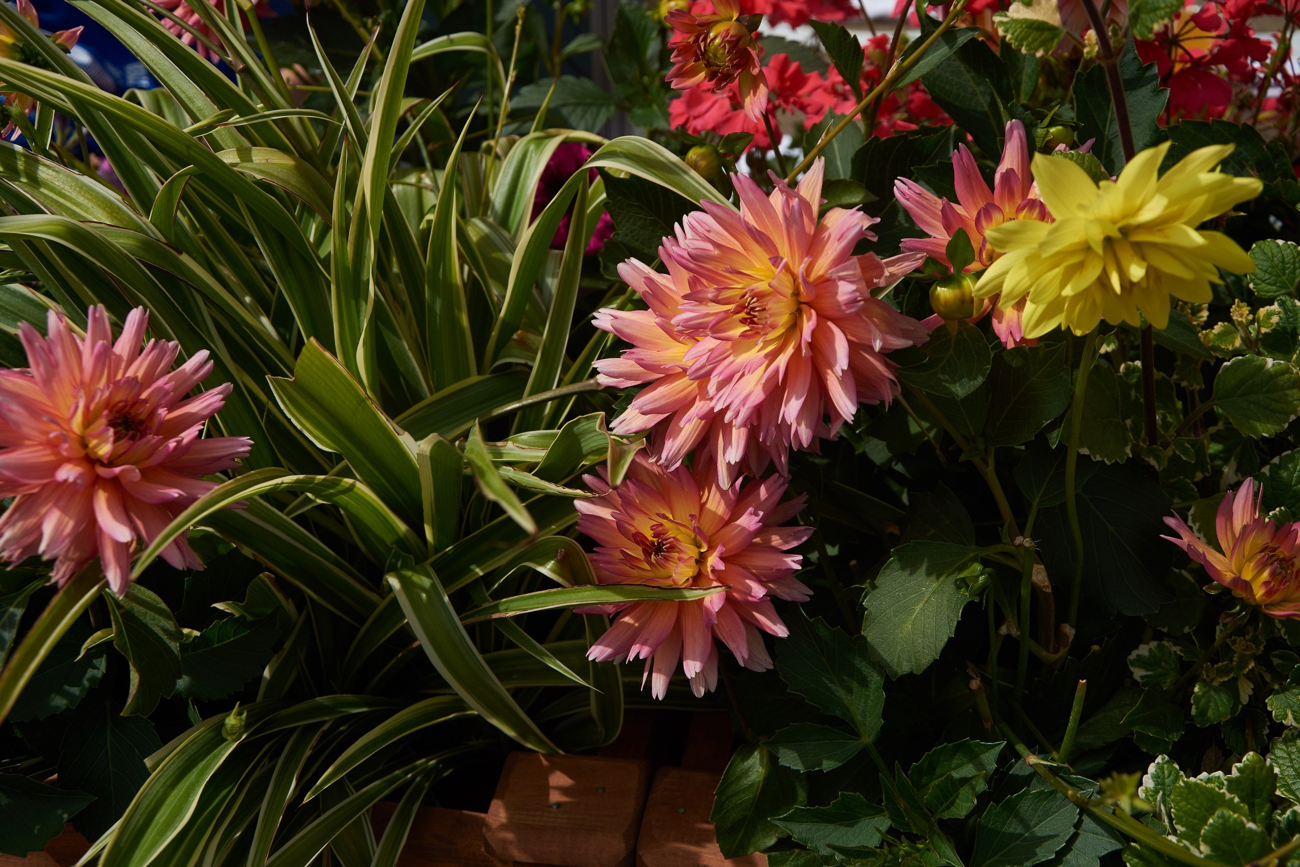 Цветы. Ольга Чёкотова (Фотограф Кострома)