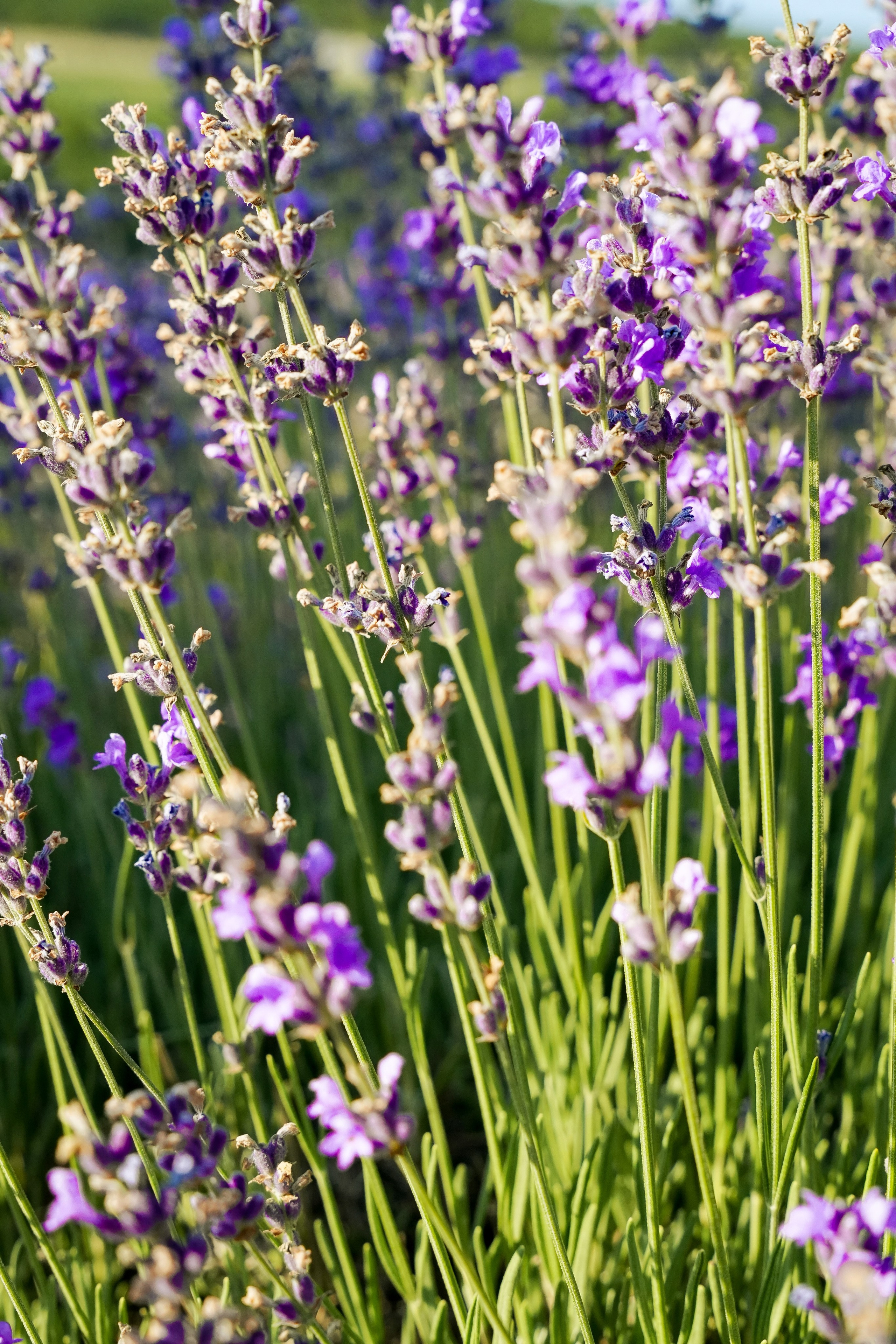 Семейная история в Maison Des Plantes. Фотограф Новороссийск | Геленджик и ЮФО Эльвина Ясинская