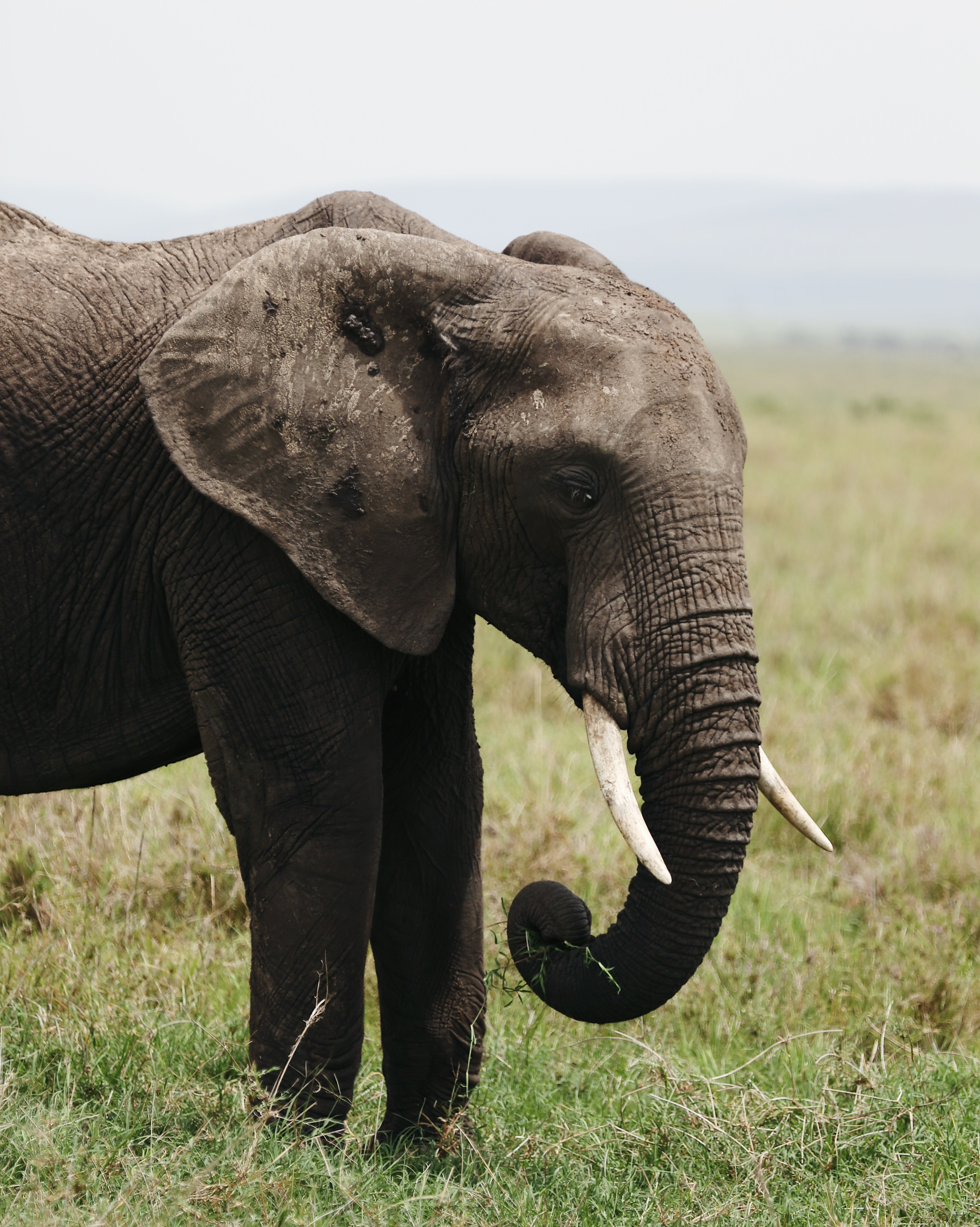 Kenya. Safari. Ekaterina Buneeva Photography