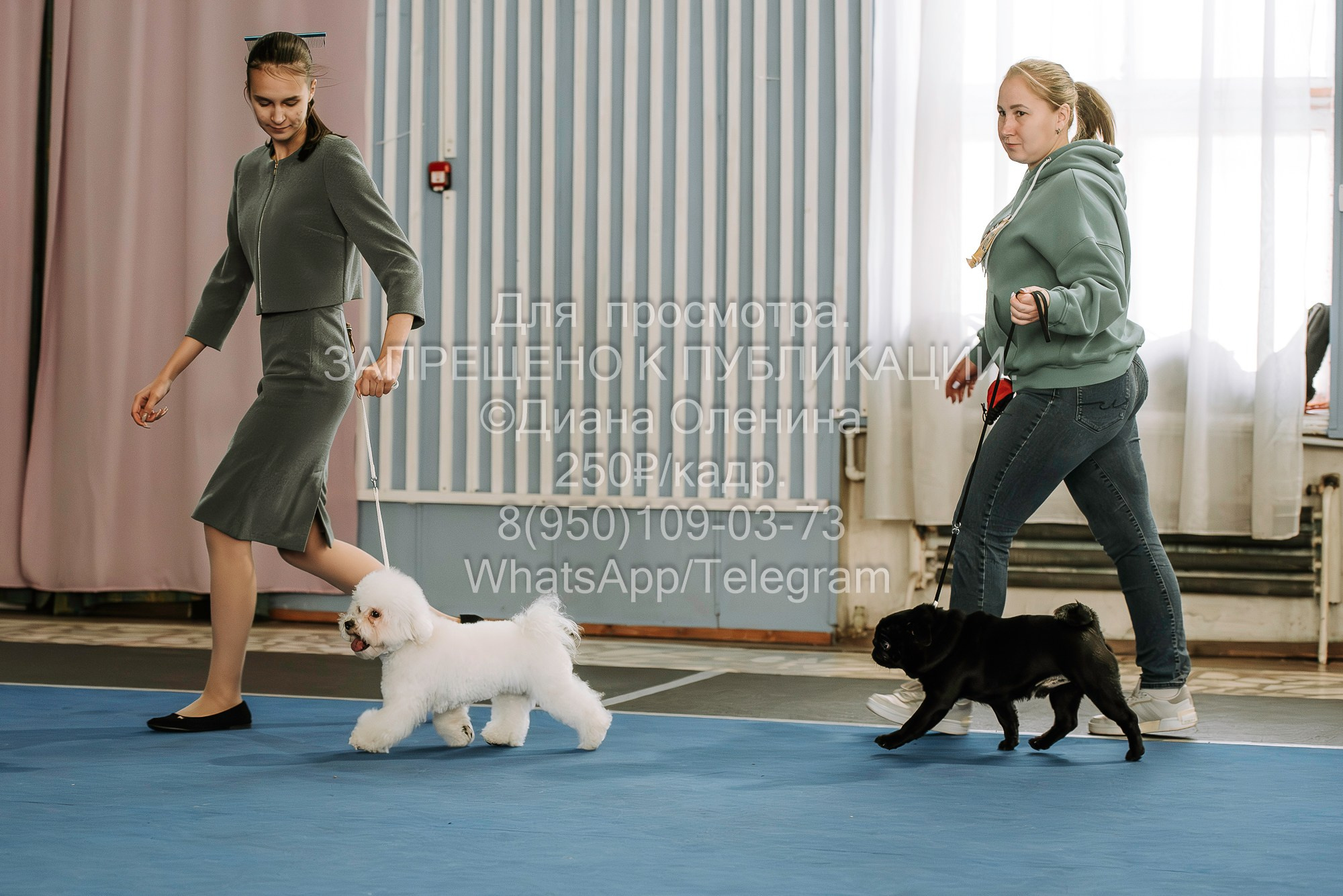 Выставка собак Красноярск 29.10.2023. Фотограф Диана Оленина Красноярск / Братск