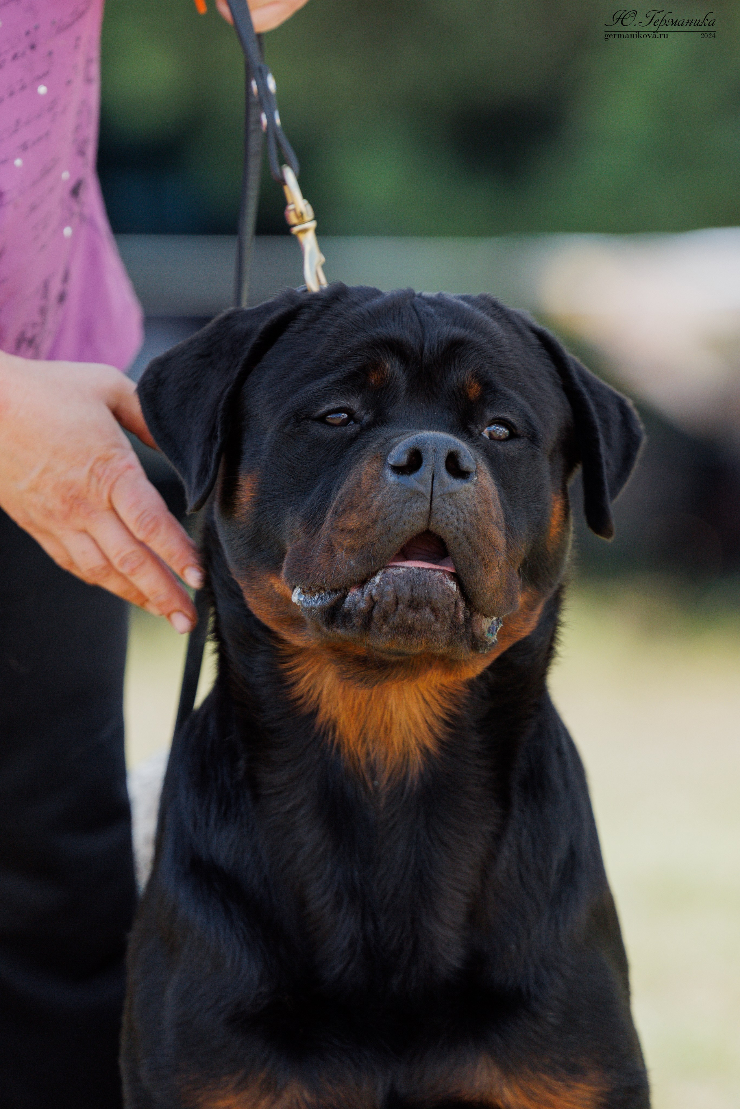 ПК и КЧК ротвейлеры Тверь 6-7.07.2024