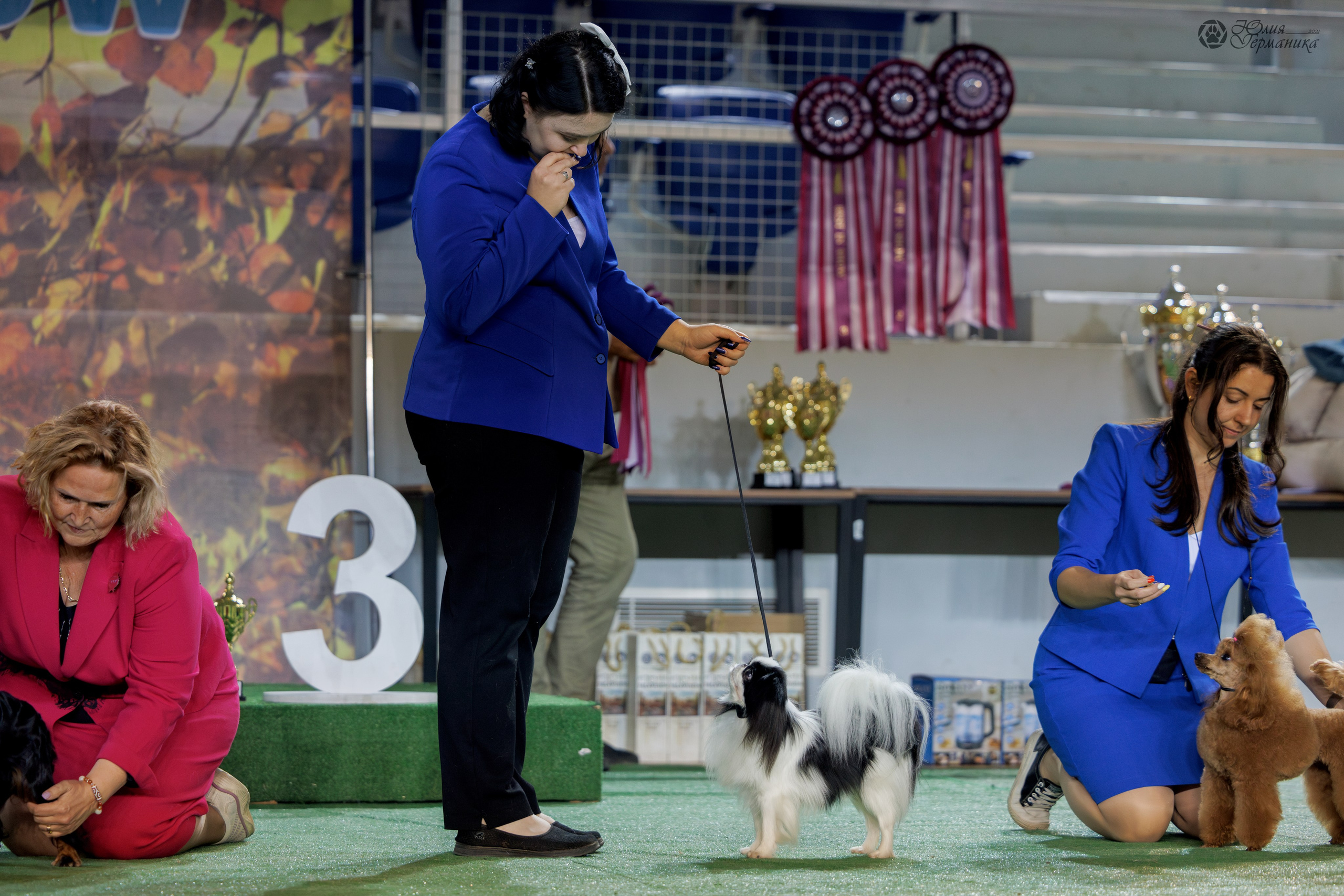 Грузия,Телави 2хCACIB 19-20.10.2024. Фотограф-анималист Юлия Германика