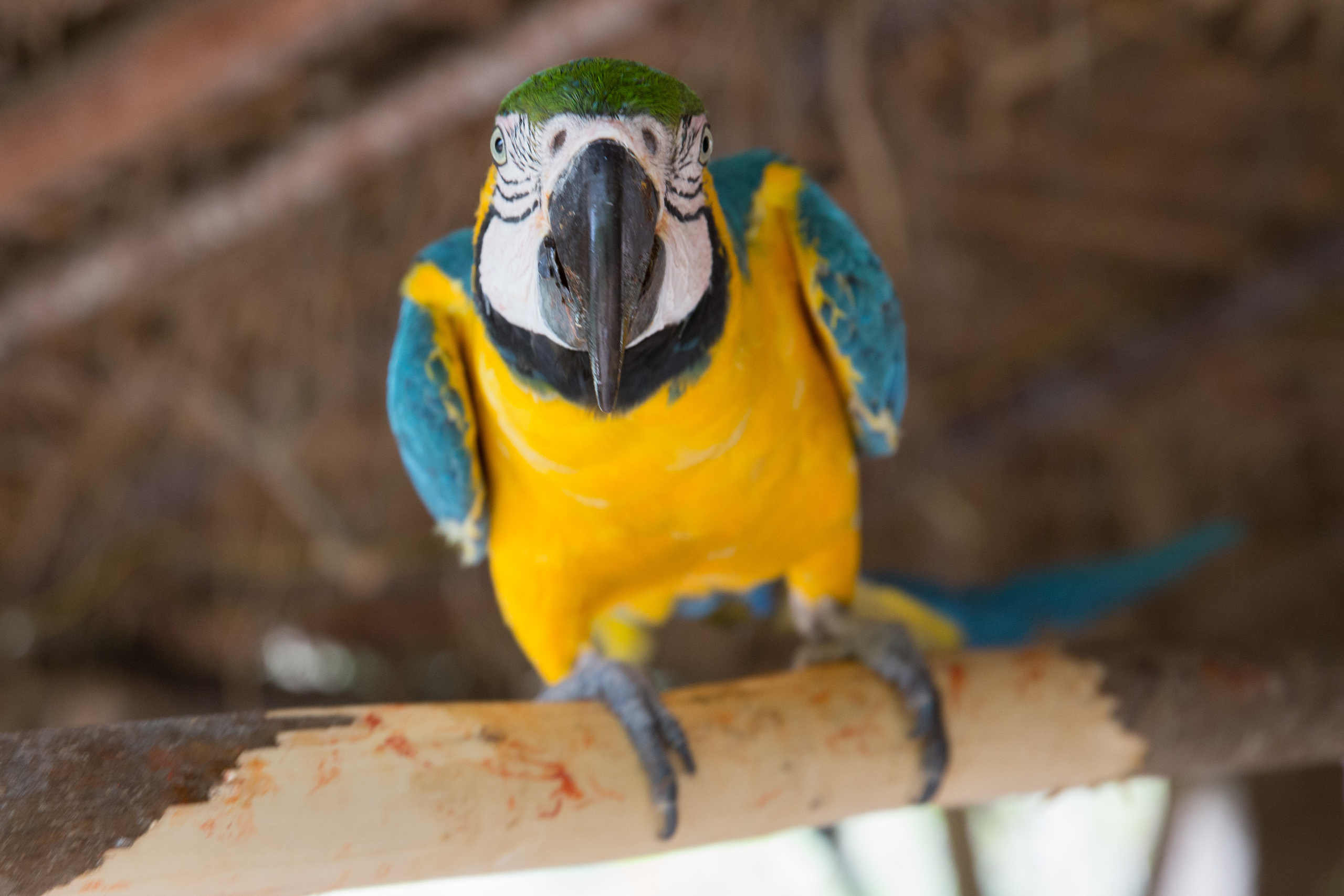 Перу. Фотографии Тиграна Худавердяна