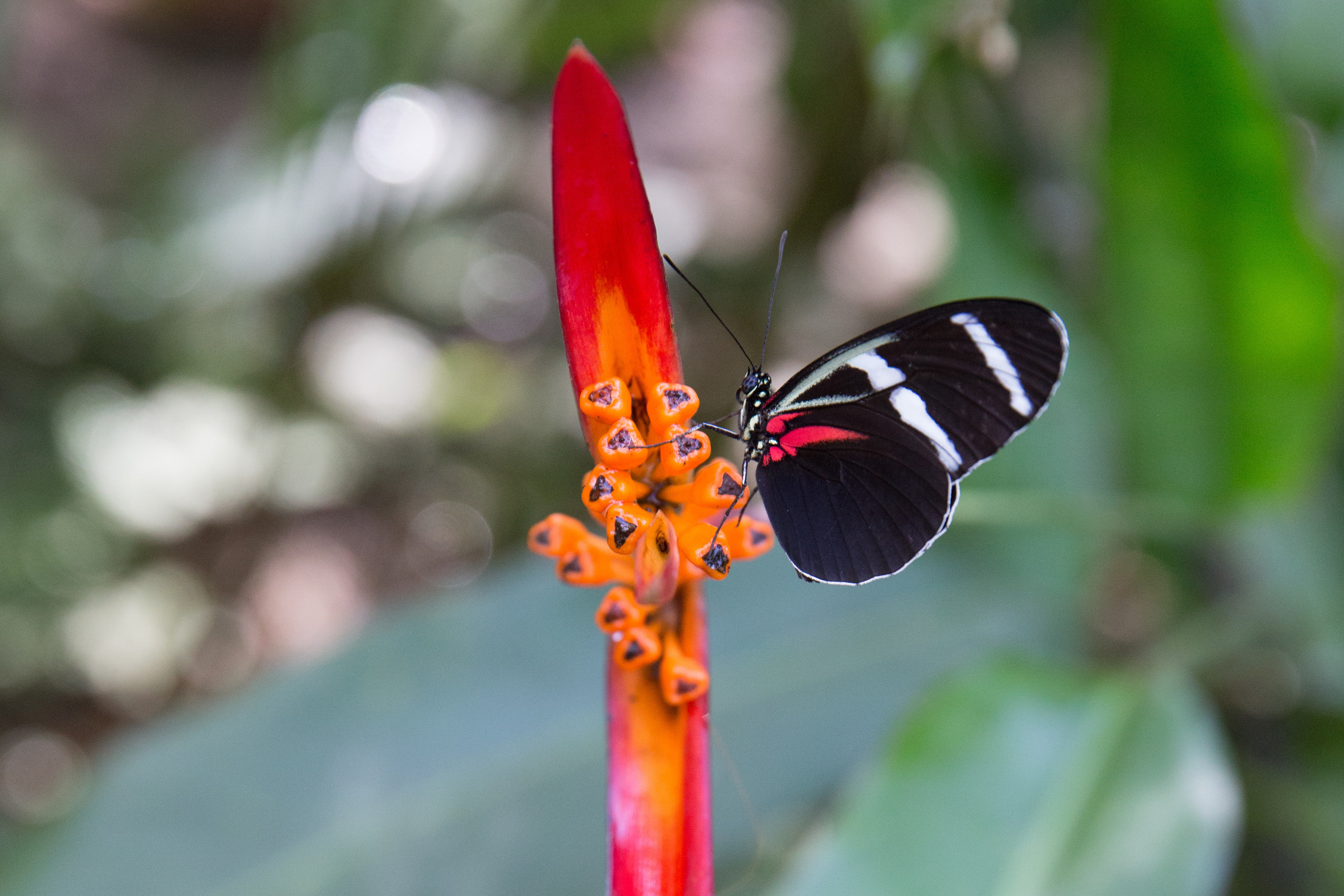 Перу. Фотографии Тиграна Худавердяна