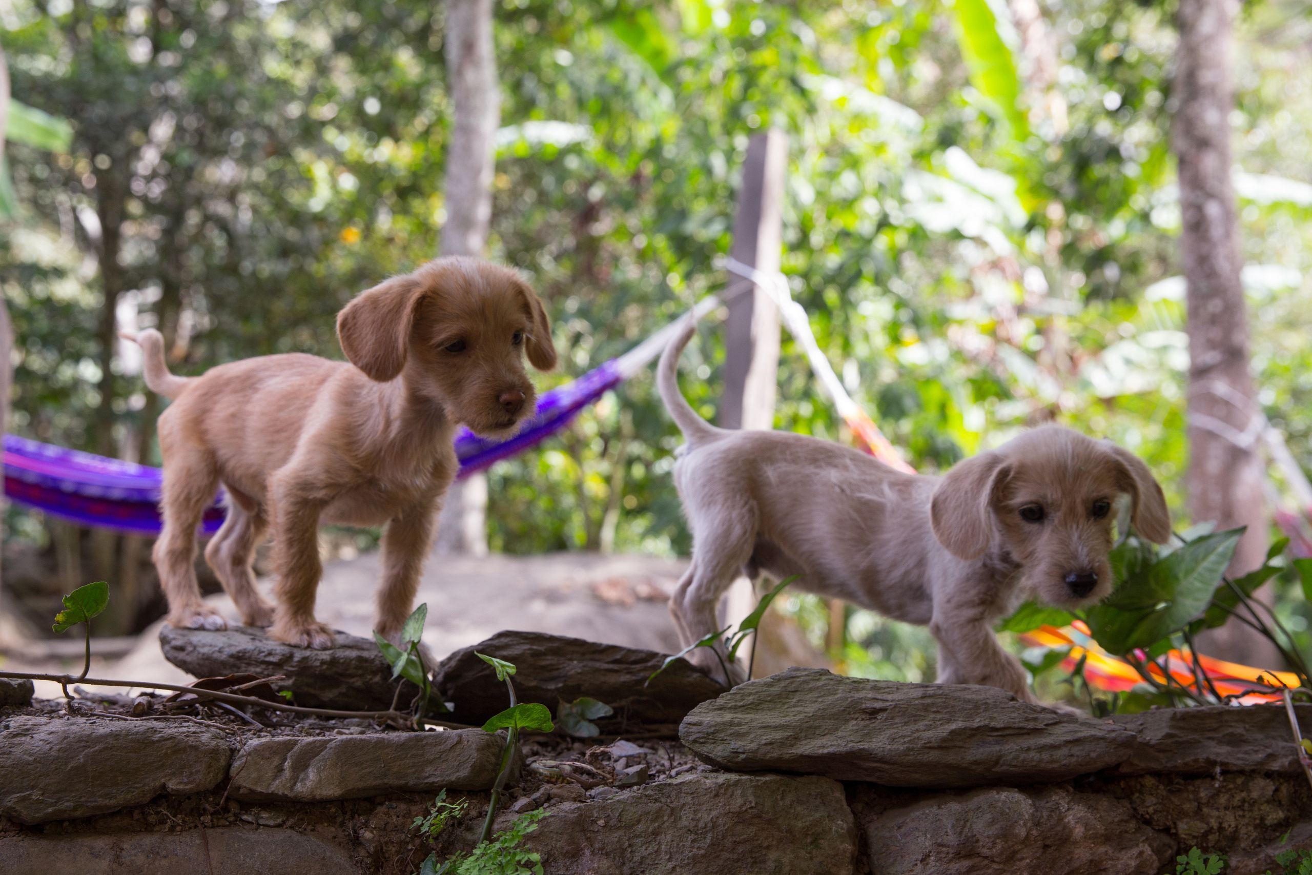 Перу. Фотографии Тиграна Худавердяна