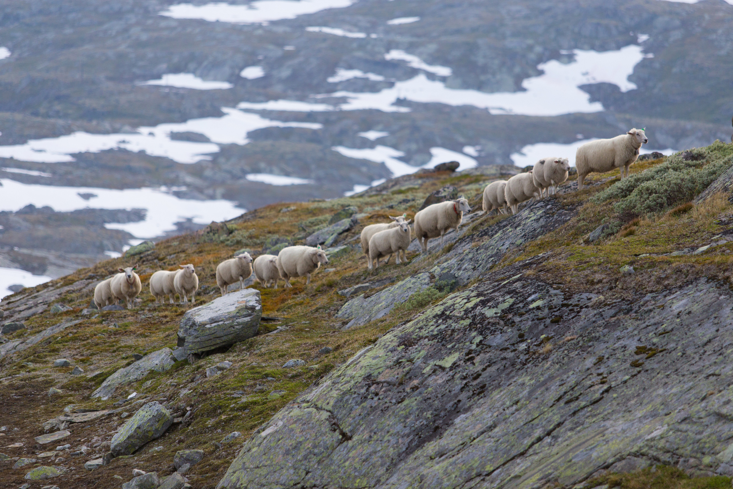 Норвегия. Фотографии Тиграна Худавердяна