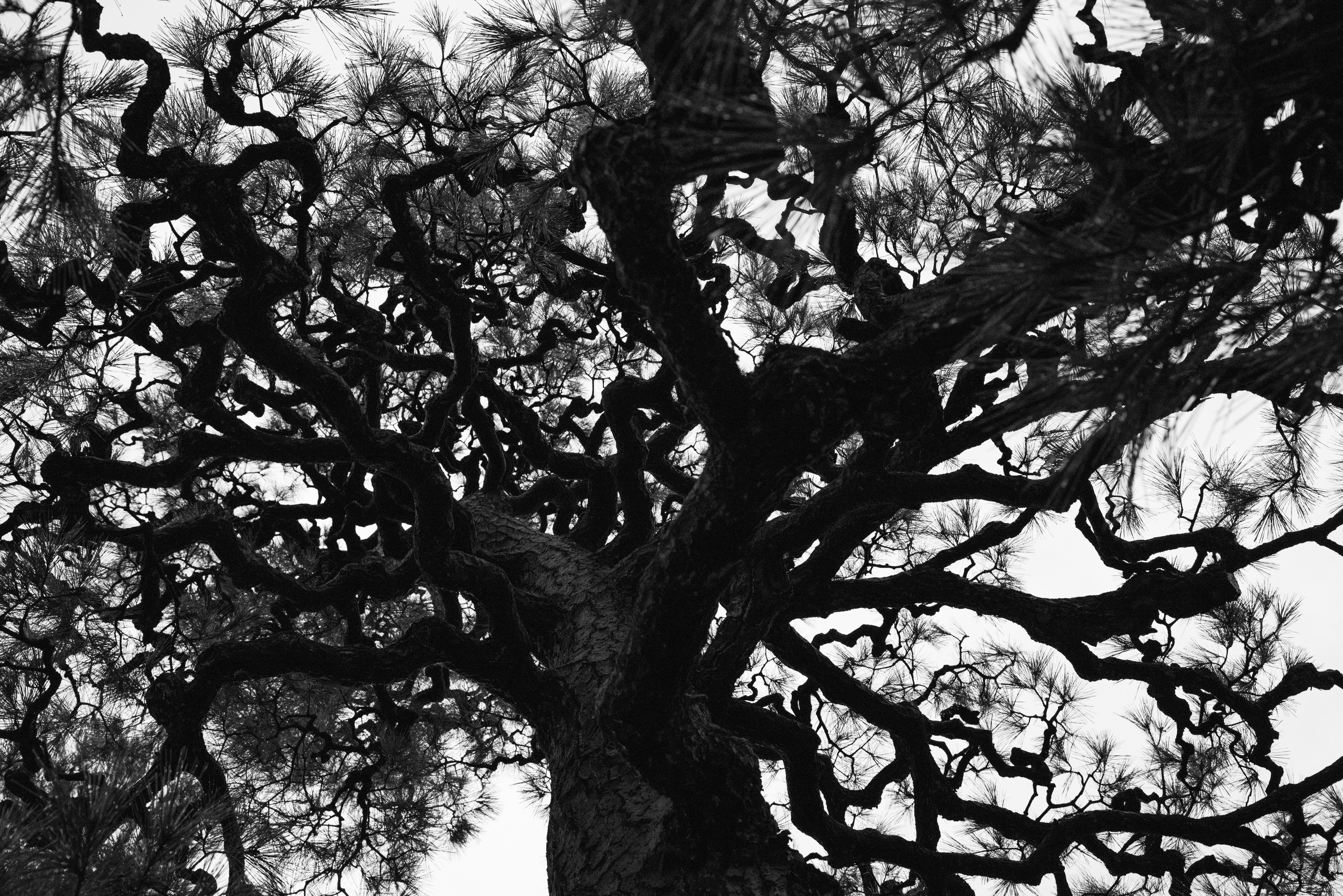 Япония. Фотографии Тиграна Худавердяна