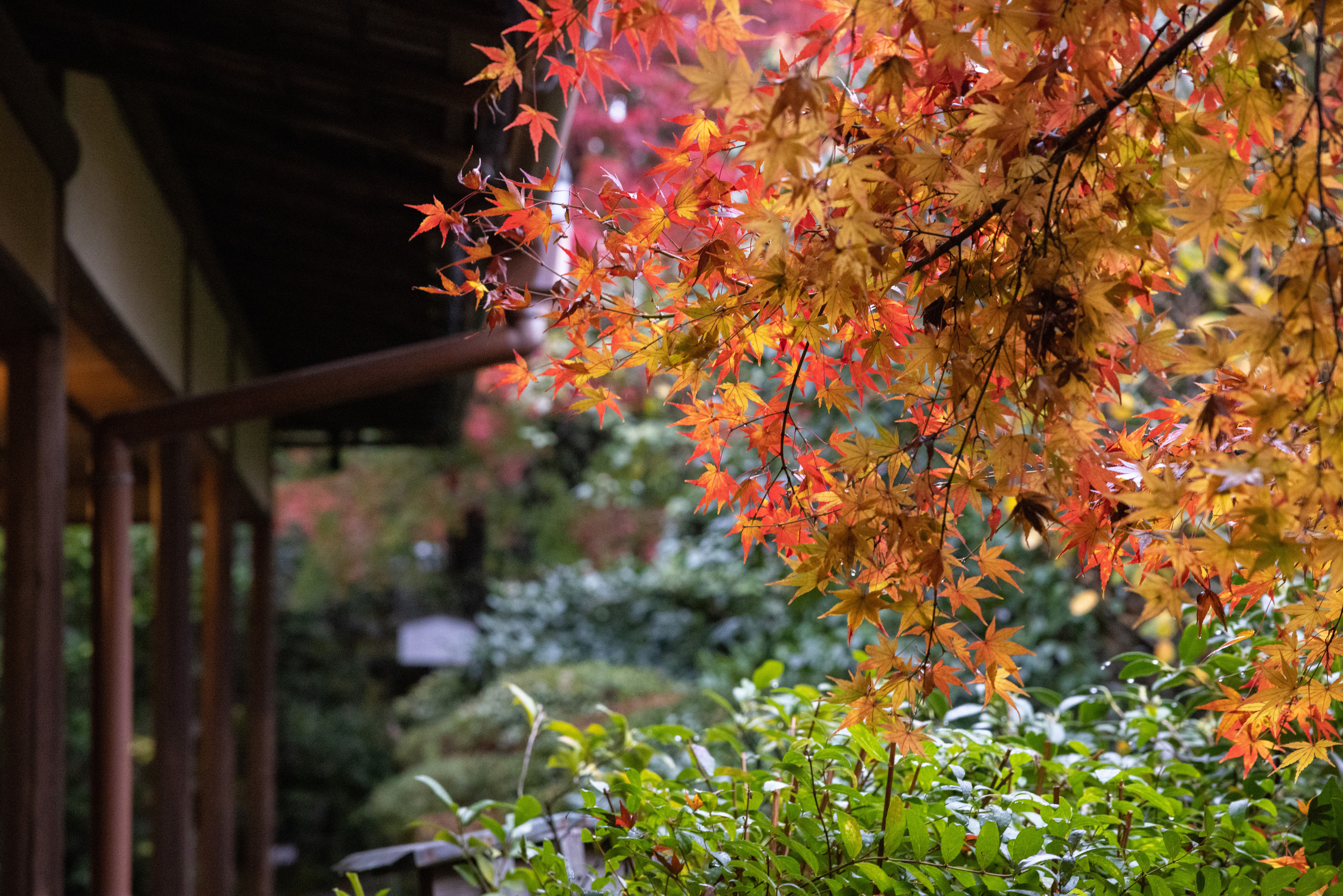 Япония. Фотографии Тиграна Худавердяна