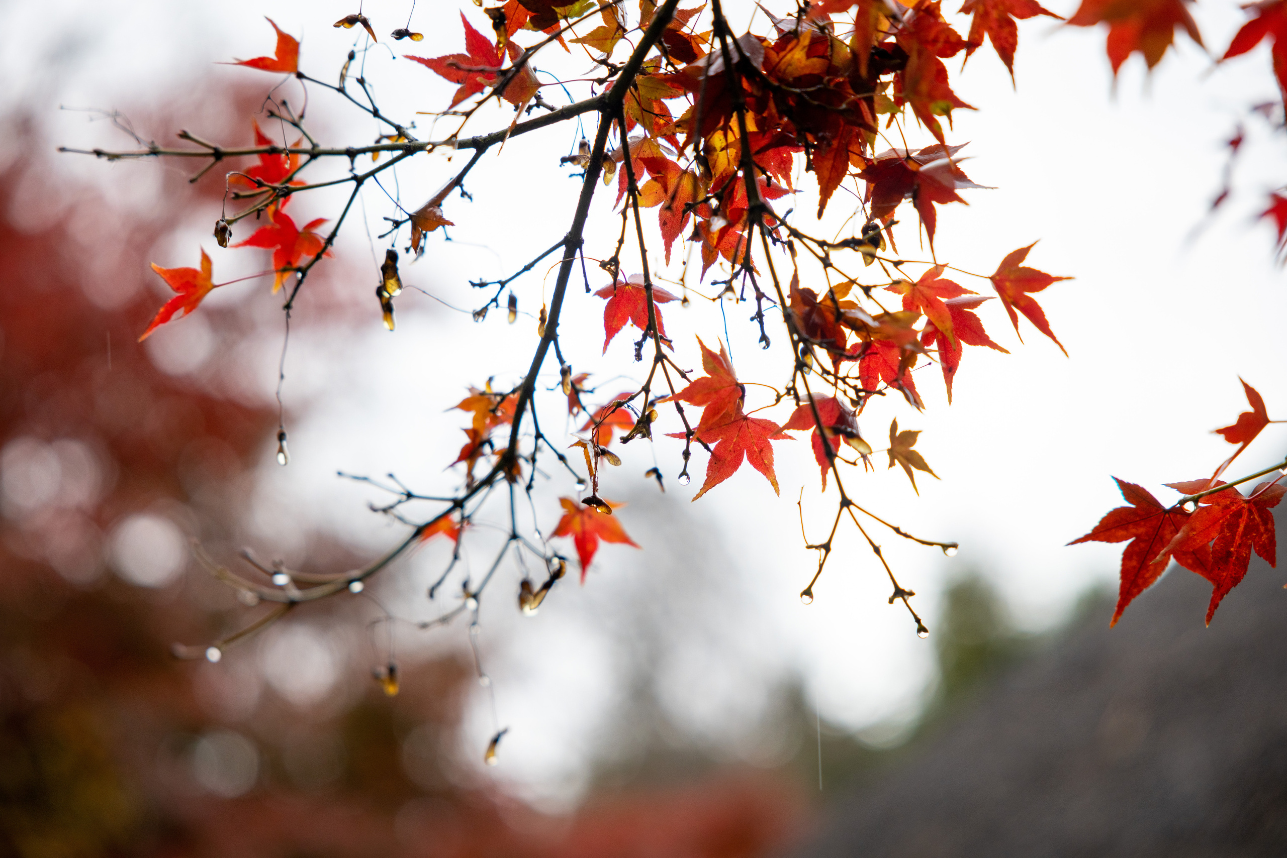 Япония. Фотографии Тиграна Худавердяна