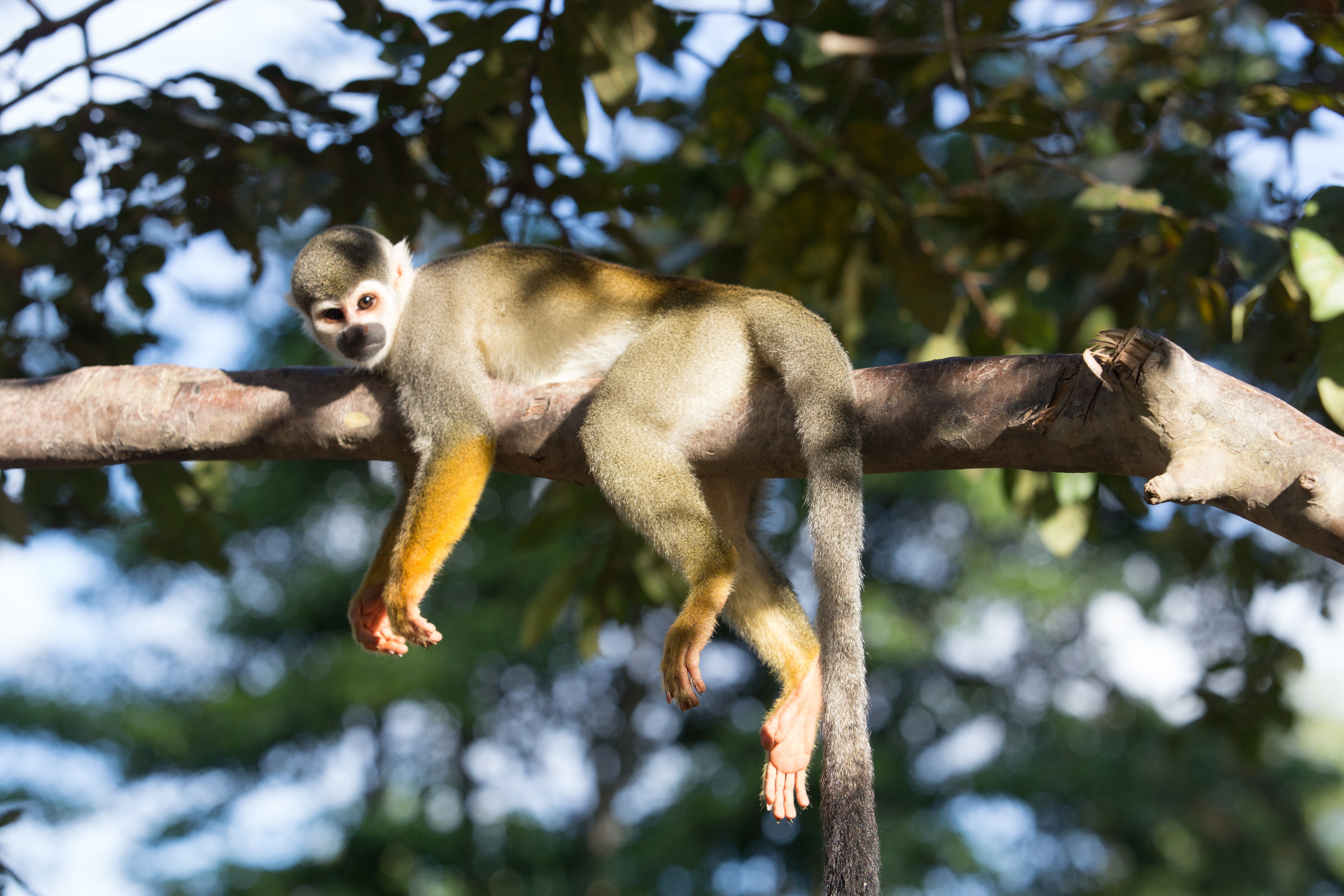 Перу. Фотографии Тиграна Худавердяна