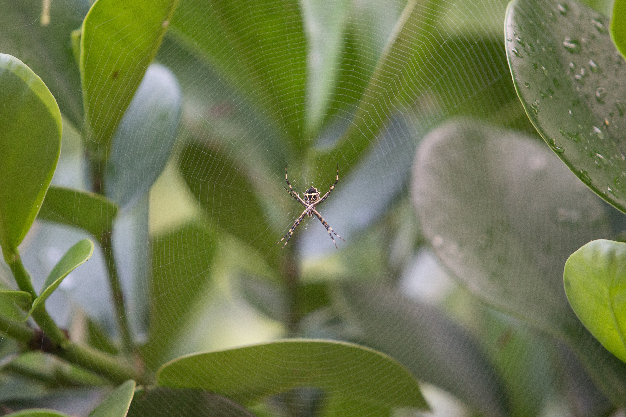 Перу. Фотографии Тиграна Худавердяна