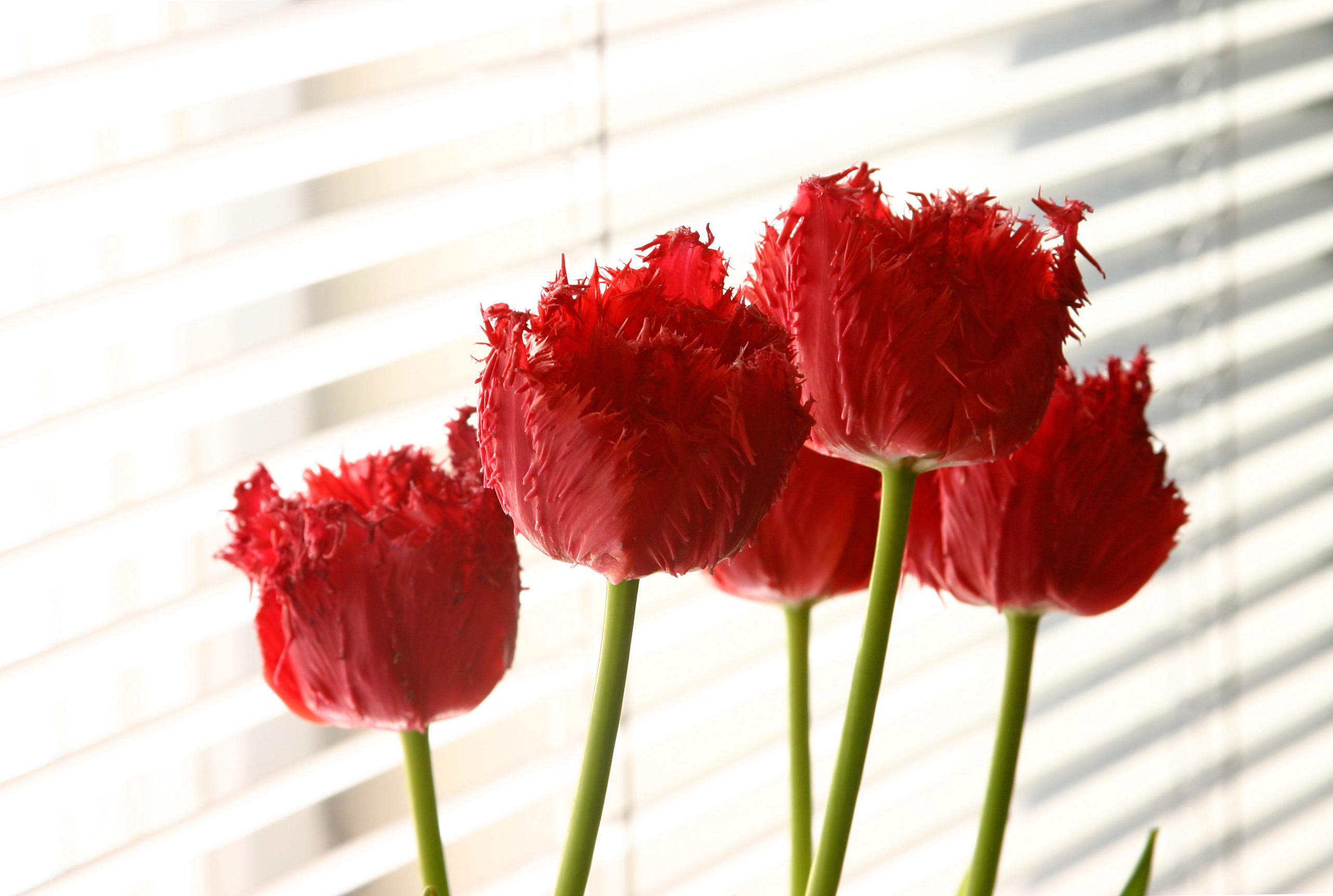 Wall. Photographs by Tigran Khudaverdyan