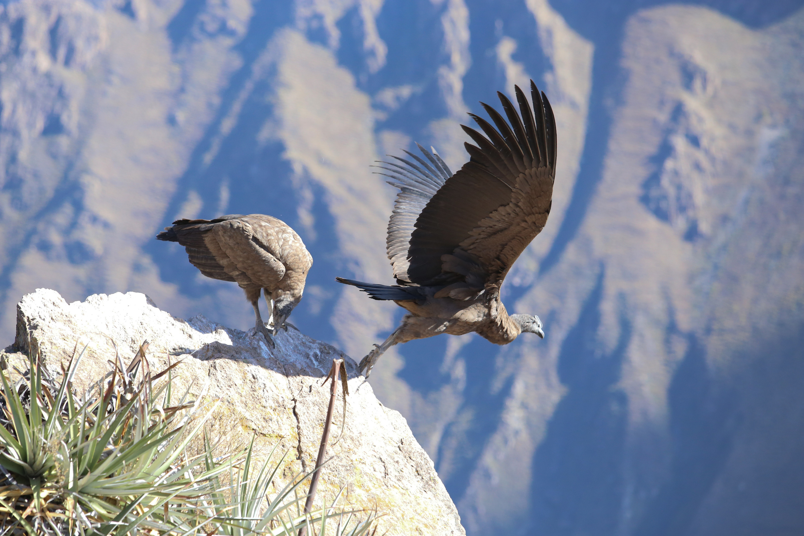 Перу. Фотографии Тиграна Худавердяна