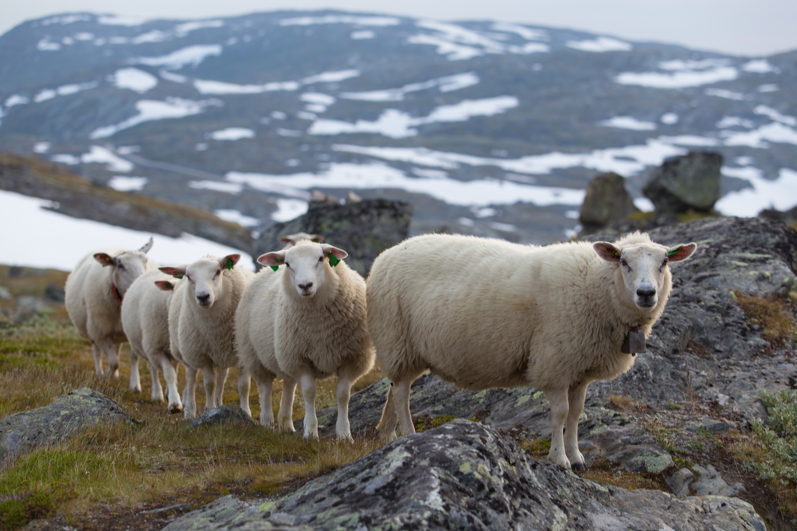 Норвегия. Фотографии Тиграна Худавердяна