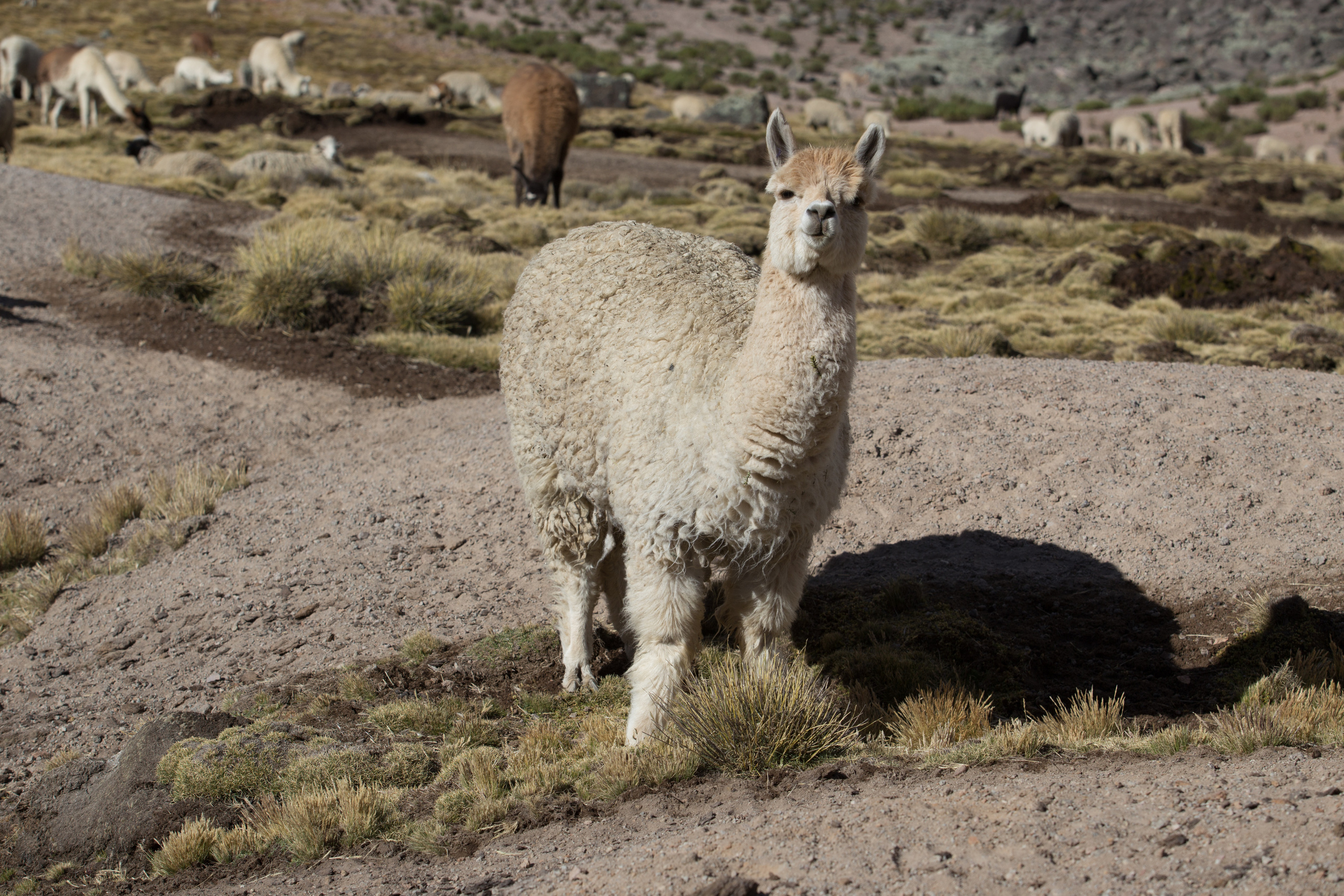Перу. Фотографии Тиграна Худавердяна