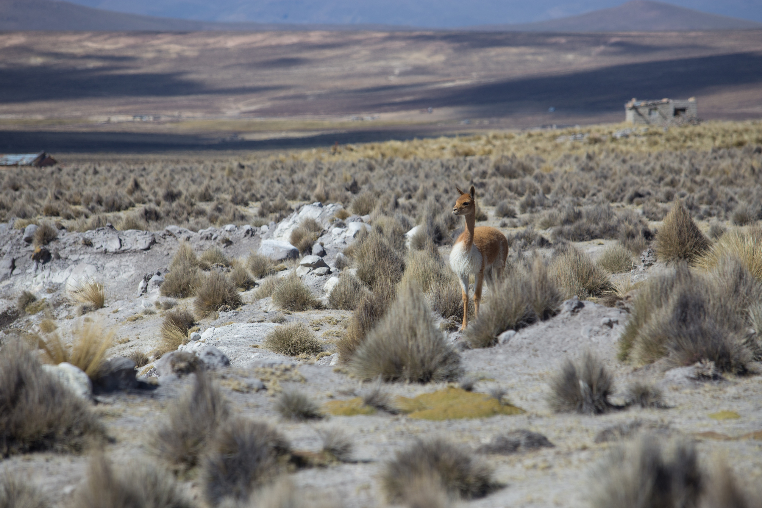 Перу. Фотографии Тиграна Худавердяна