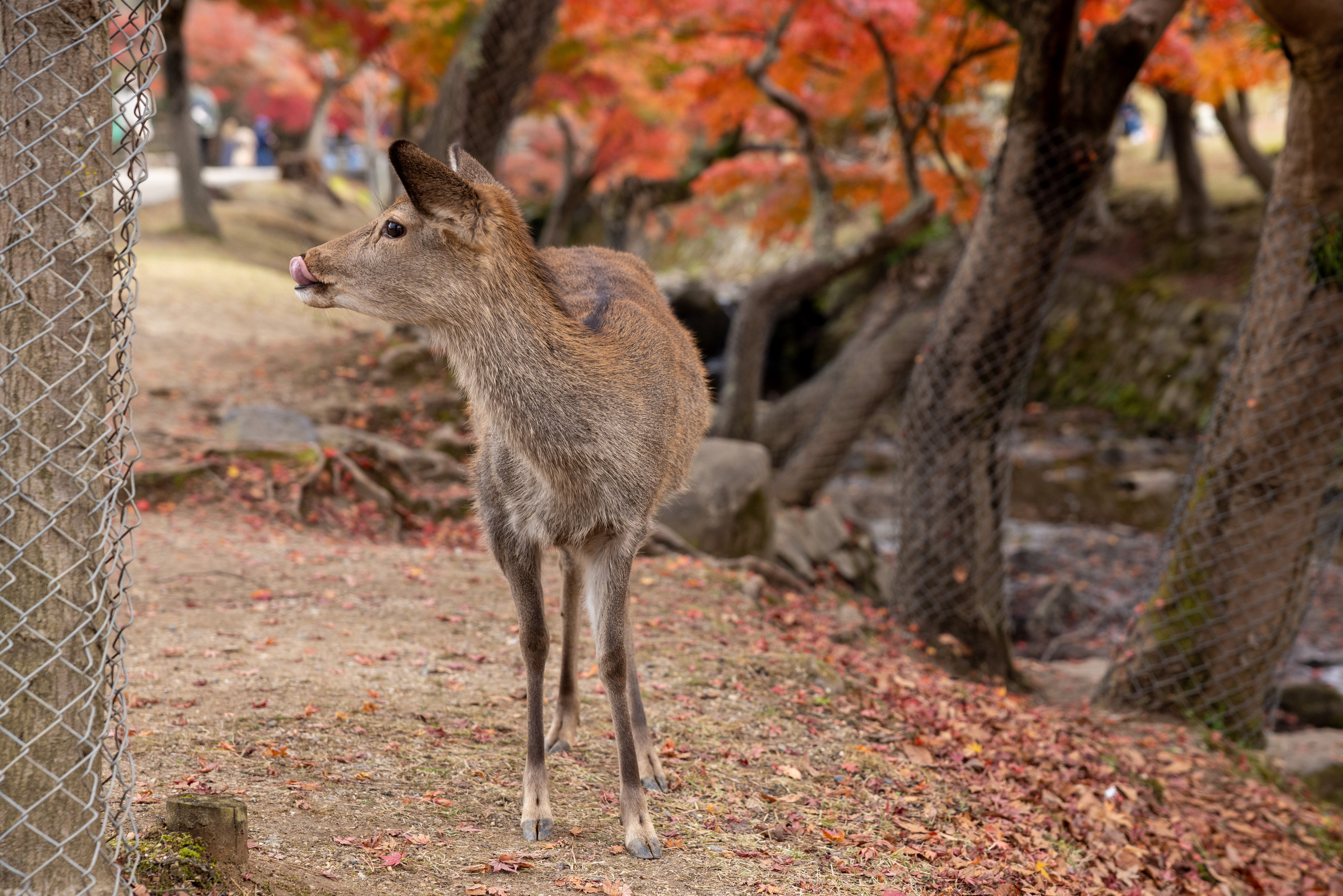 Япония. Фотографии Тиграна Худавердяна