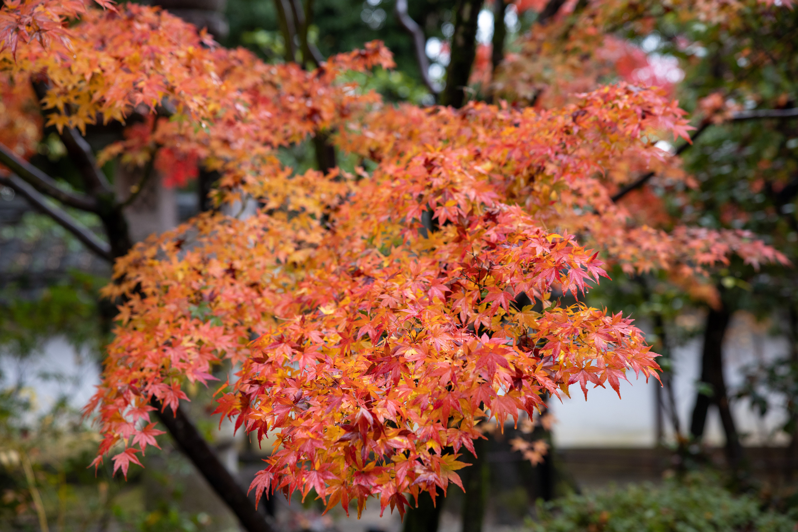 Япония. Фотографии Тиграна Худавердяна