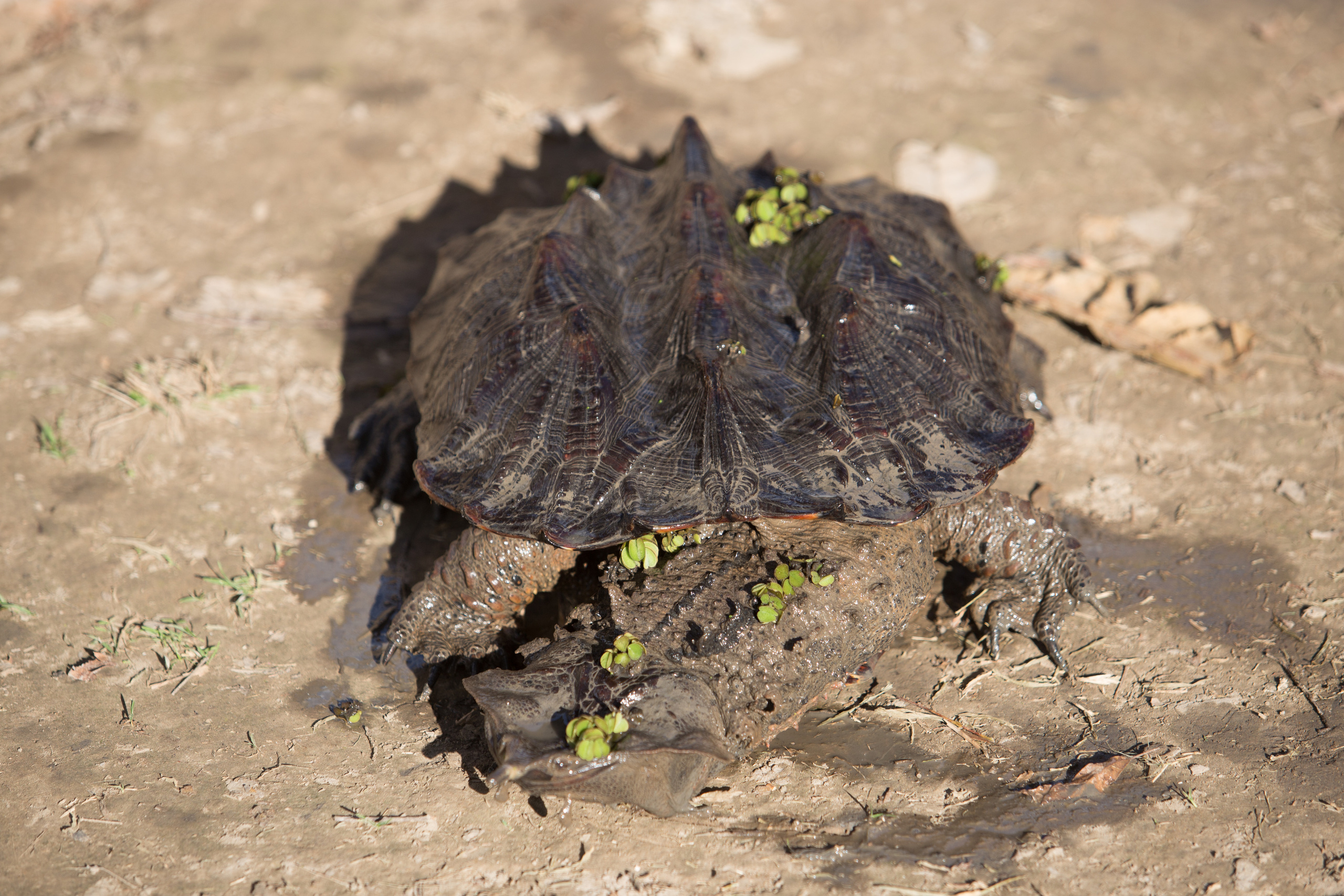 Перу. Фотографии Тиграна Худавердяна
