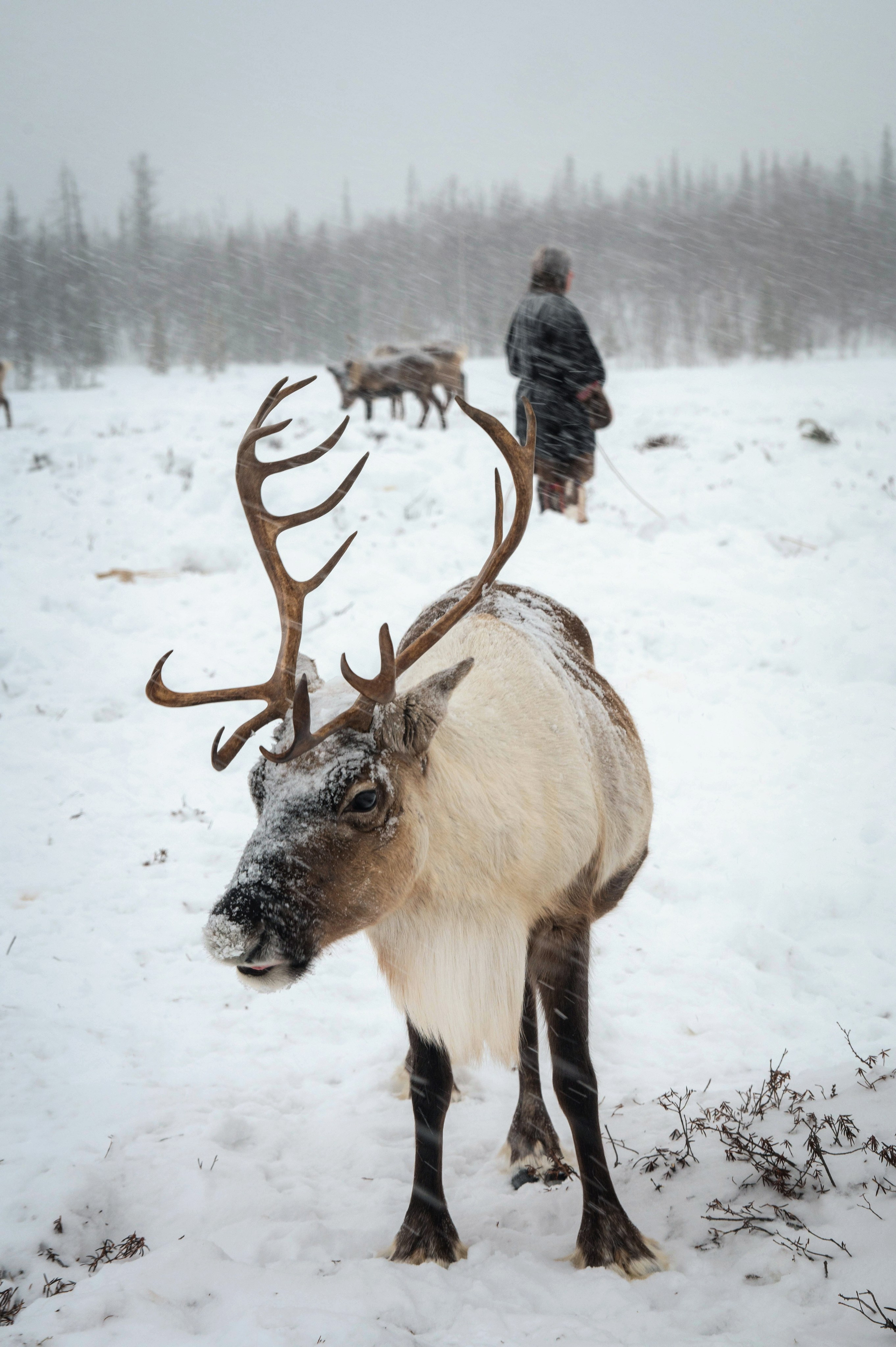 Ямал. Детский и семейный фотограф