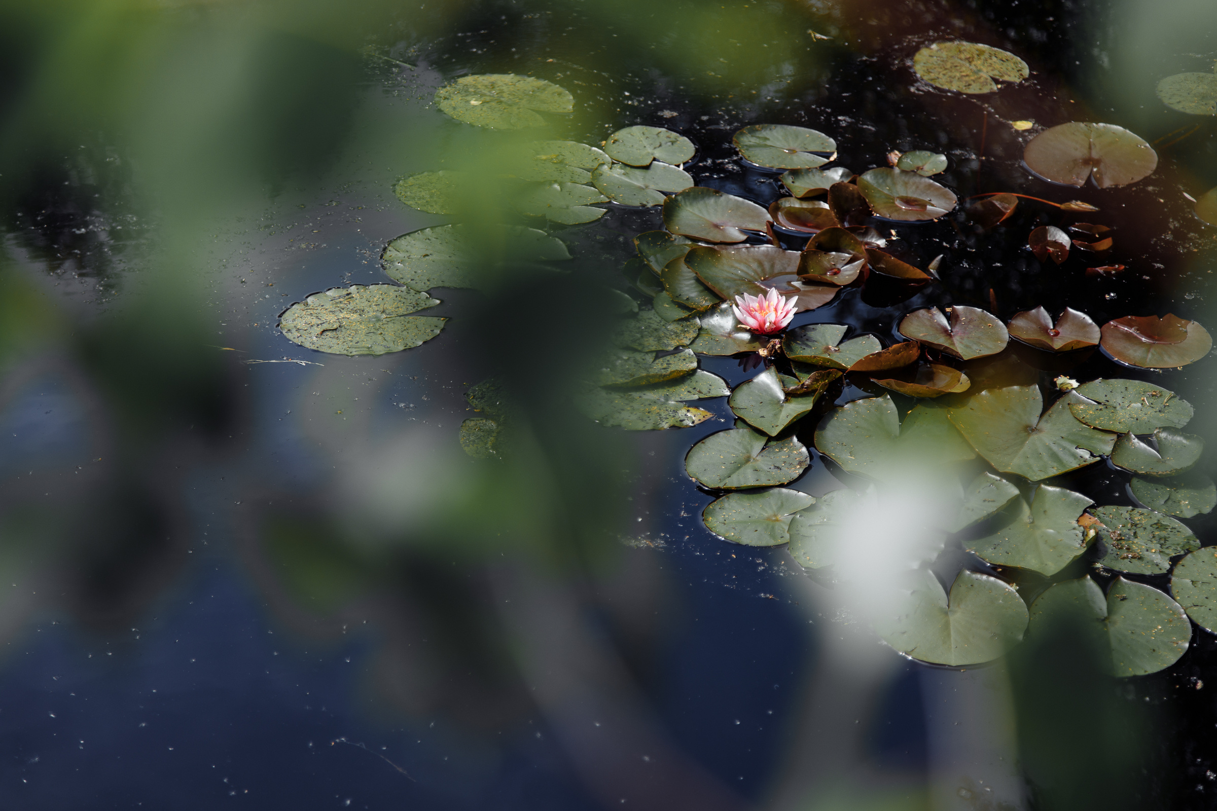 Даша & Лёша. Репортажный фотограф Александр Задорин, Минск, Беларусь