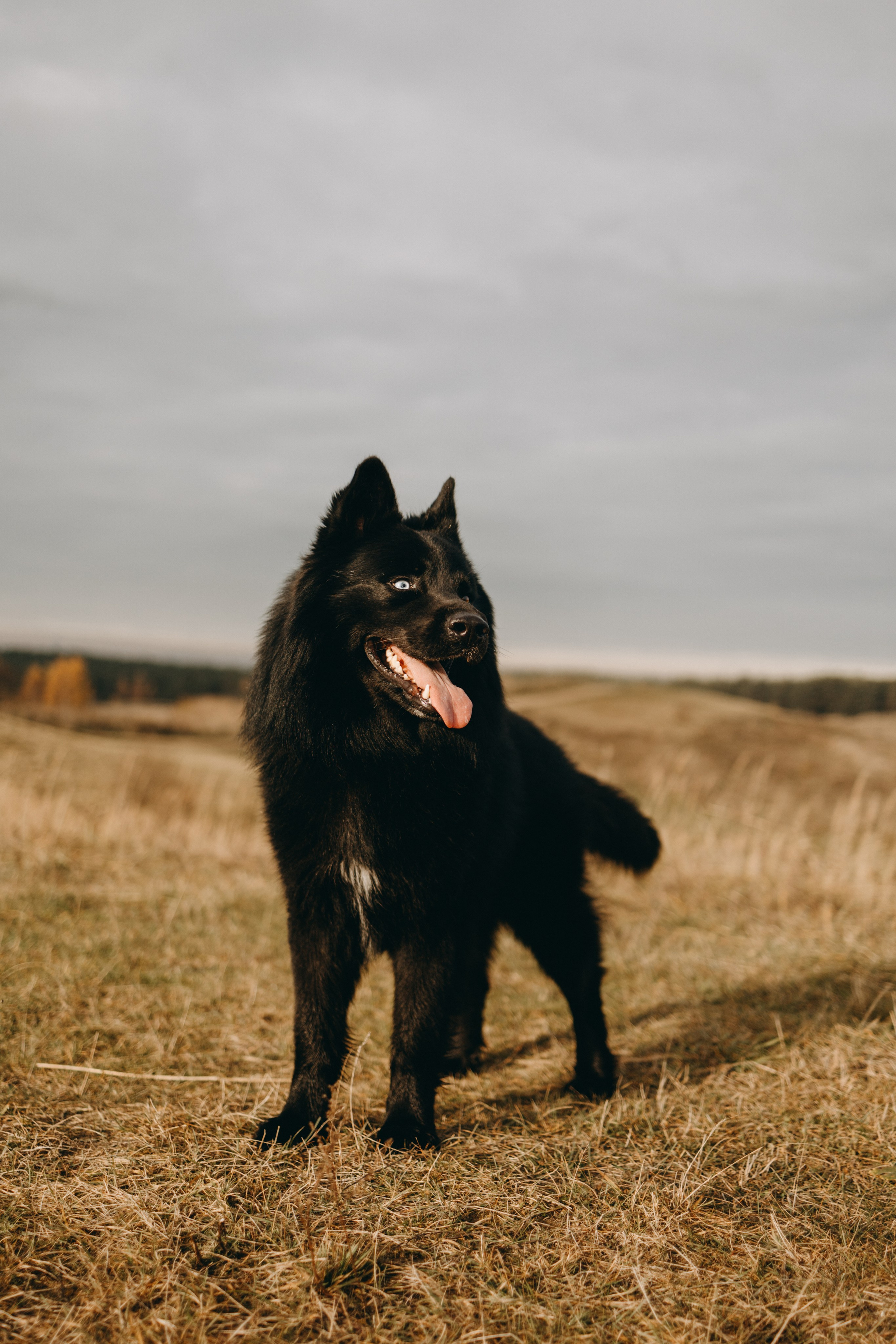 Лора и Джанго. Фотограф — Анималист | Санкт-Петербург