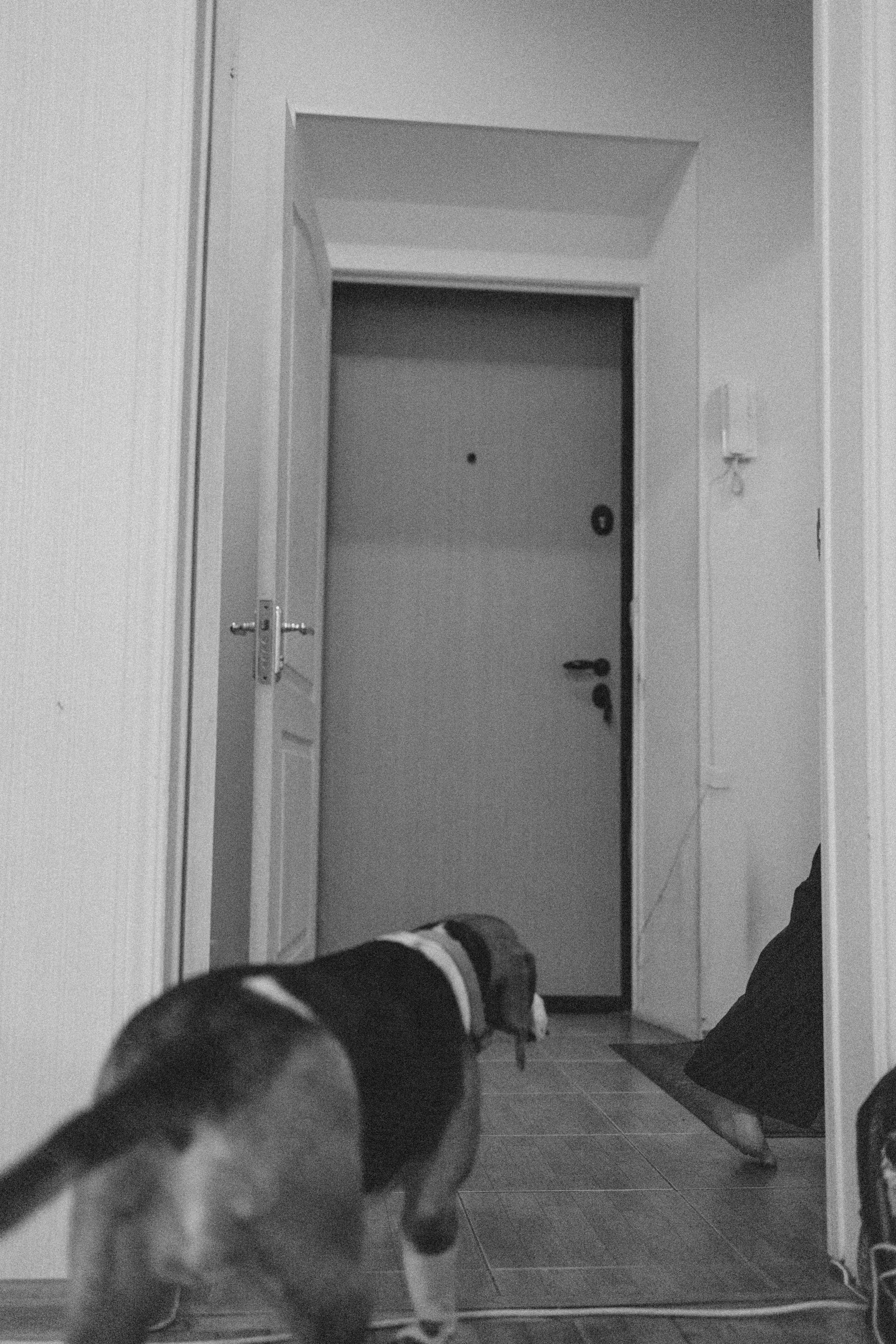 Света и Ива. Фотограф-анималист в Москве Лера Черноног