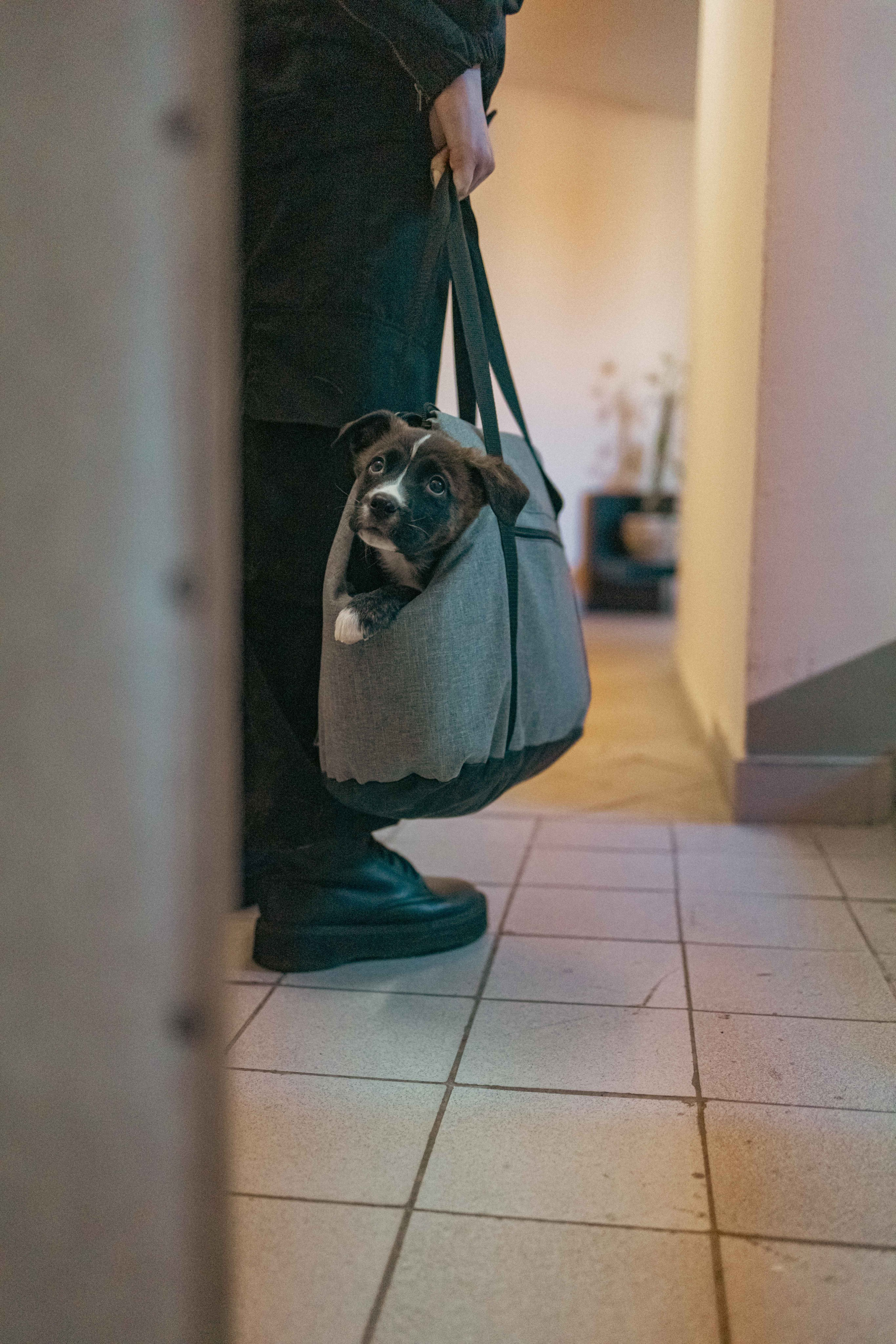 Гайка. Фотограф-анималист в Москве Лера Черноног