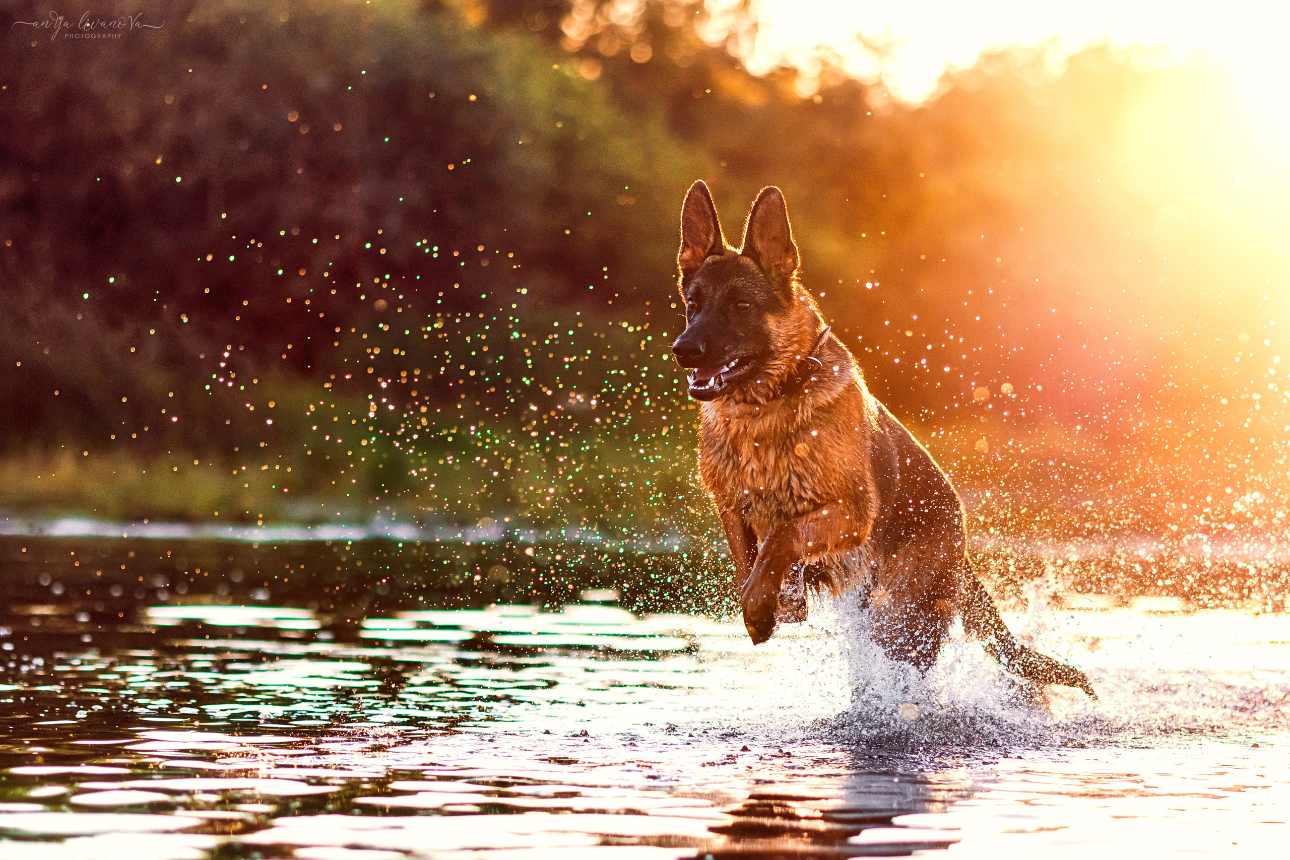 Прайд на море. Фотограф анималист Аня Ливанова | Рыбинск