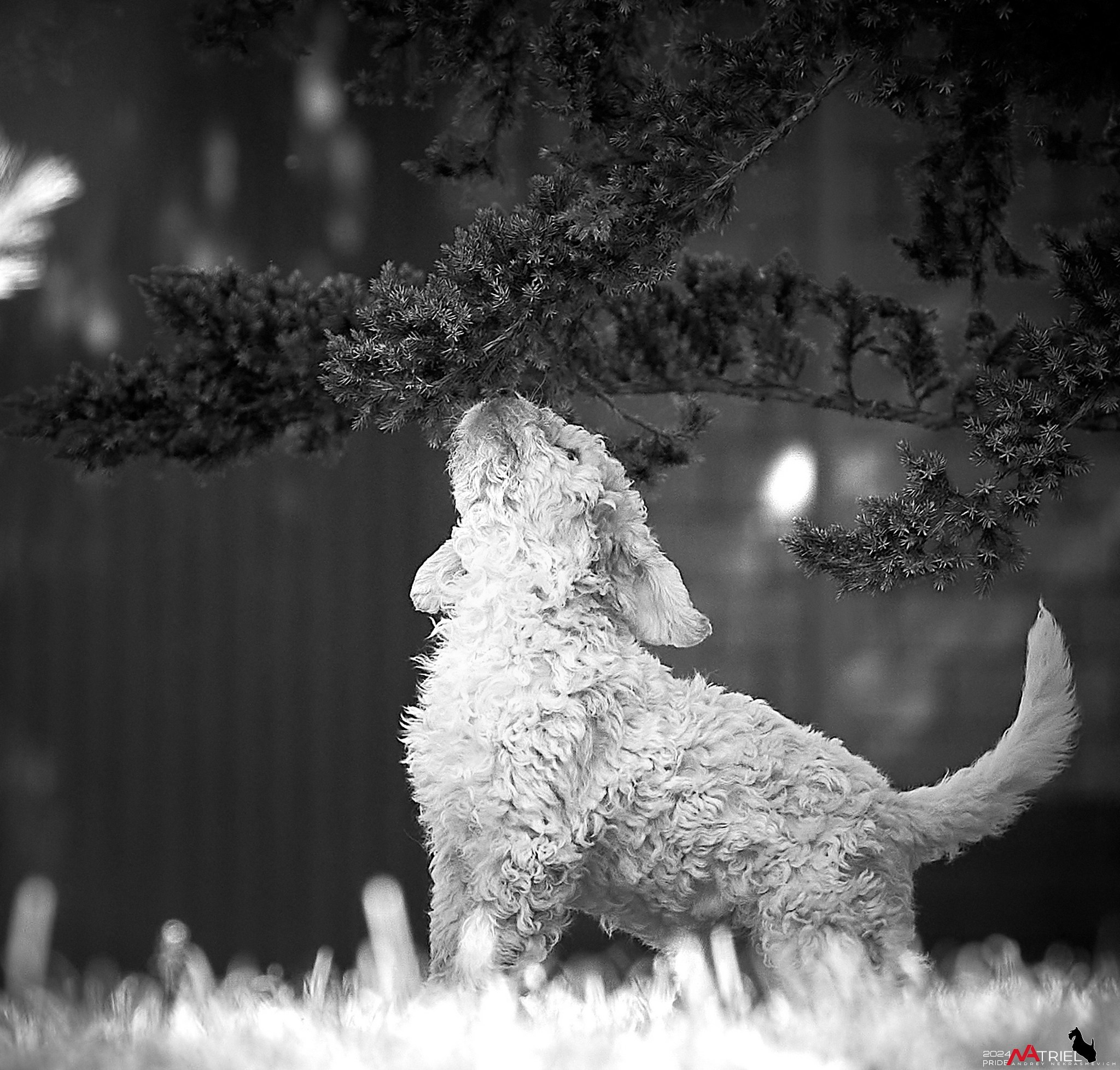 Съемка щенков лаготто на природе