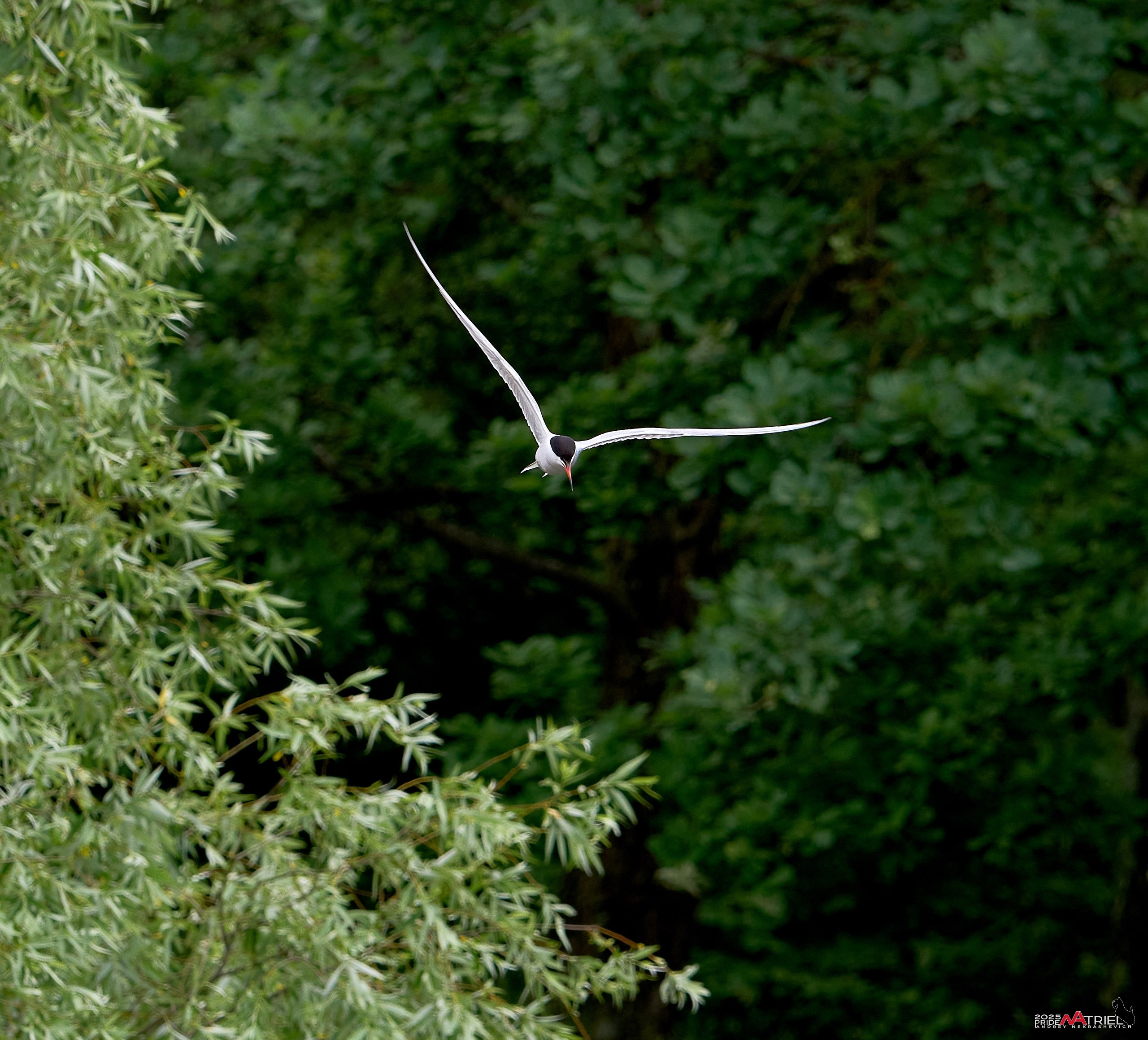 Съемка в парке на воде