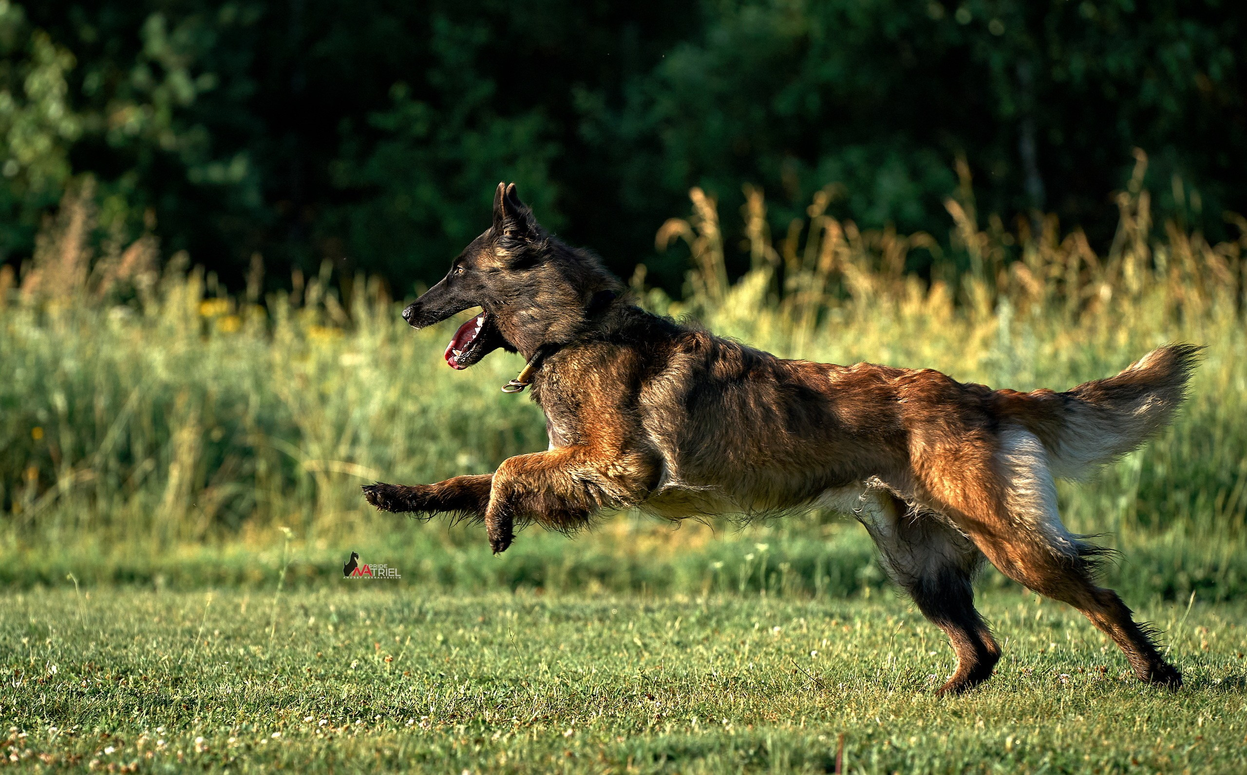 Прогулка в движении — галерея NATRIEL