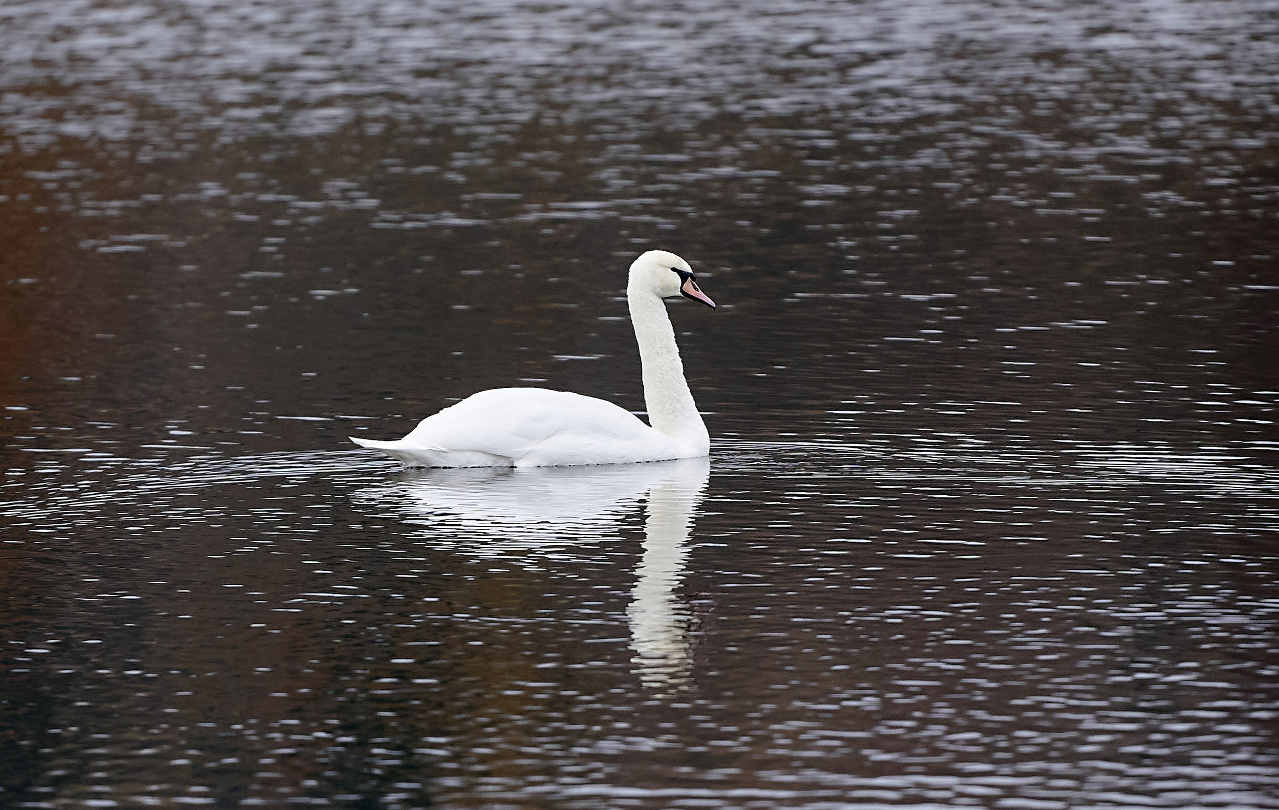 Фото птиц — галерея NATRIEL