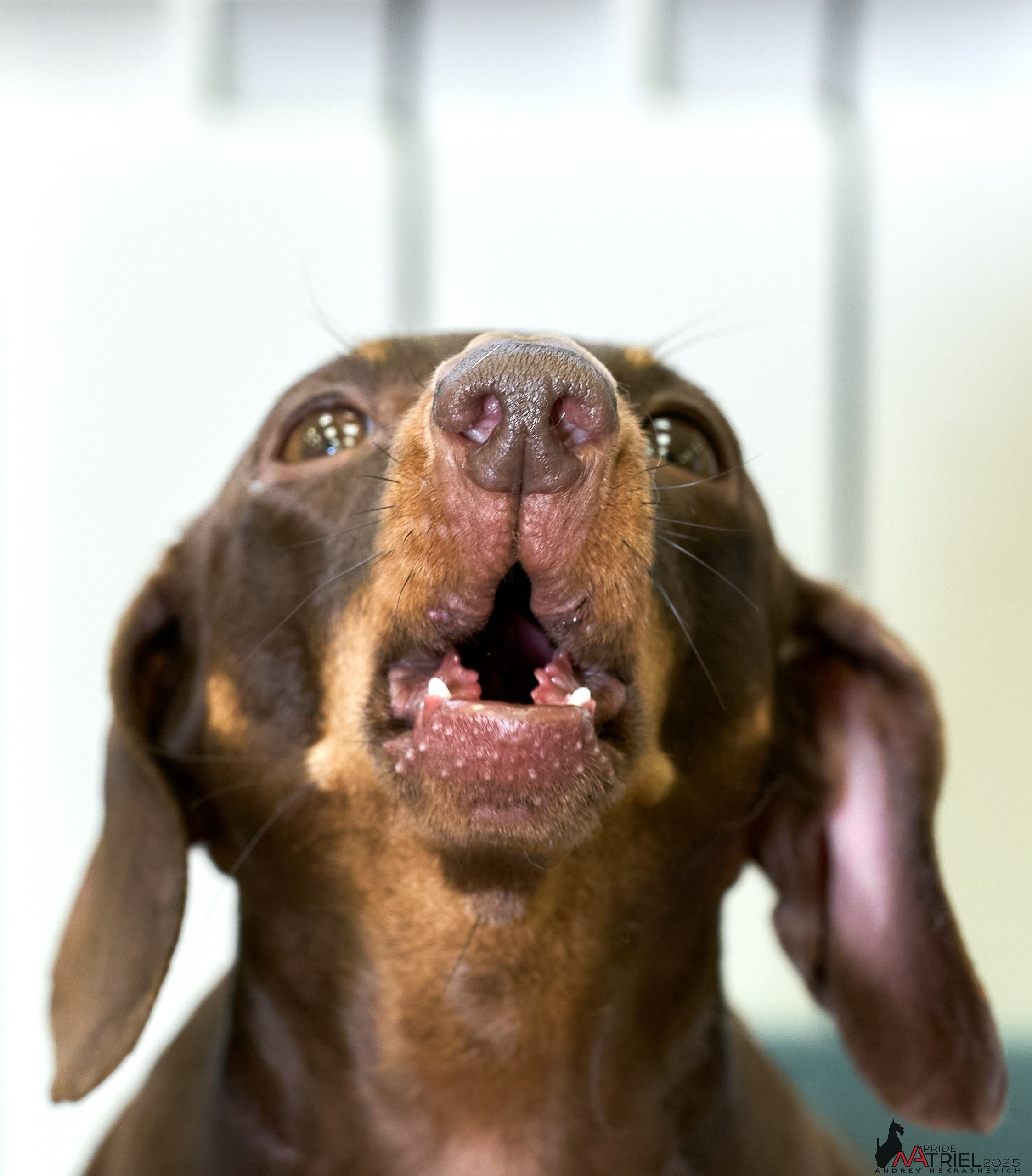 Съемка щенков таксы с мобильным светом