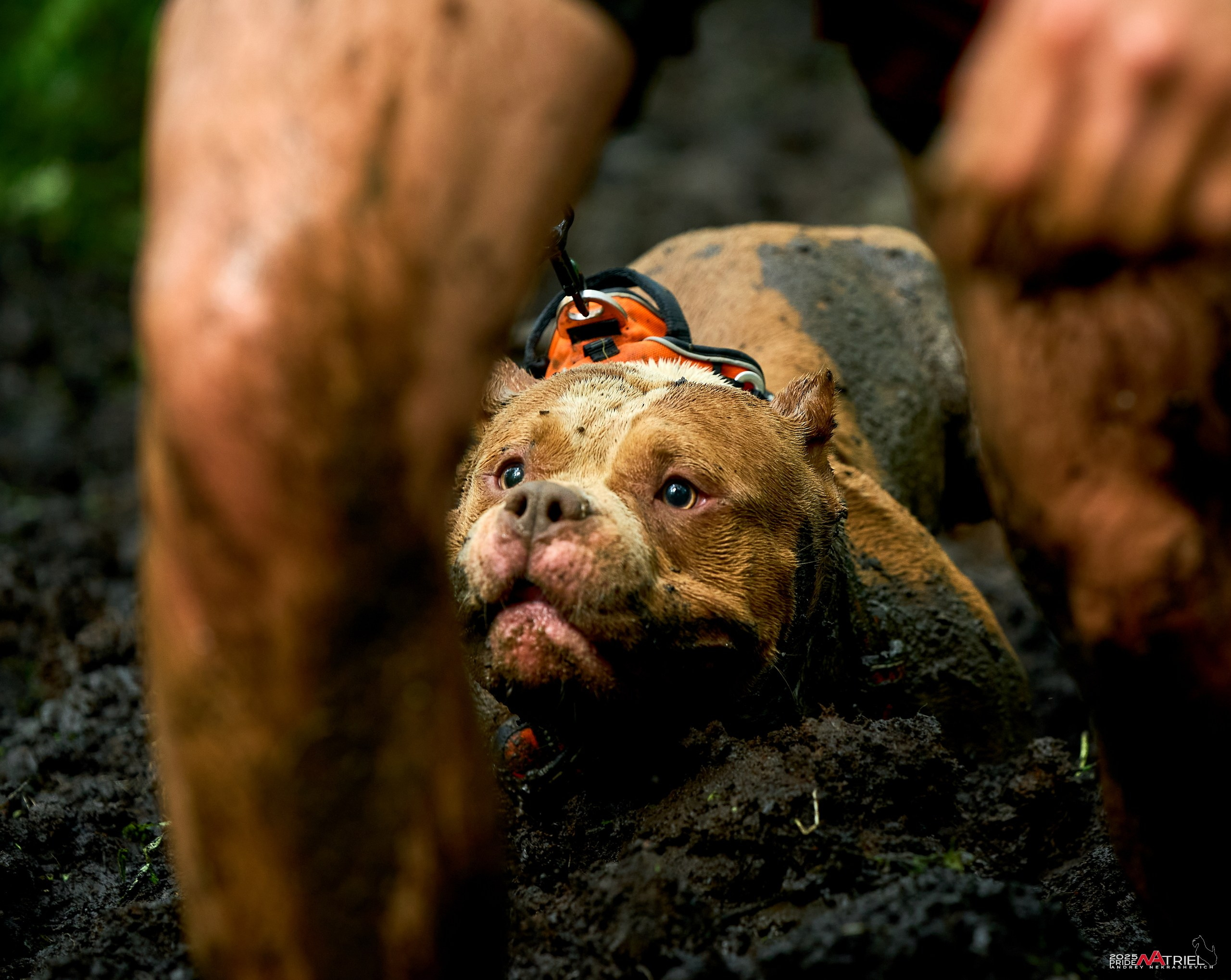 Russian Extreme Dog Trail — 2025