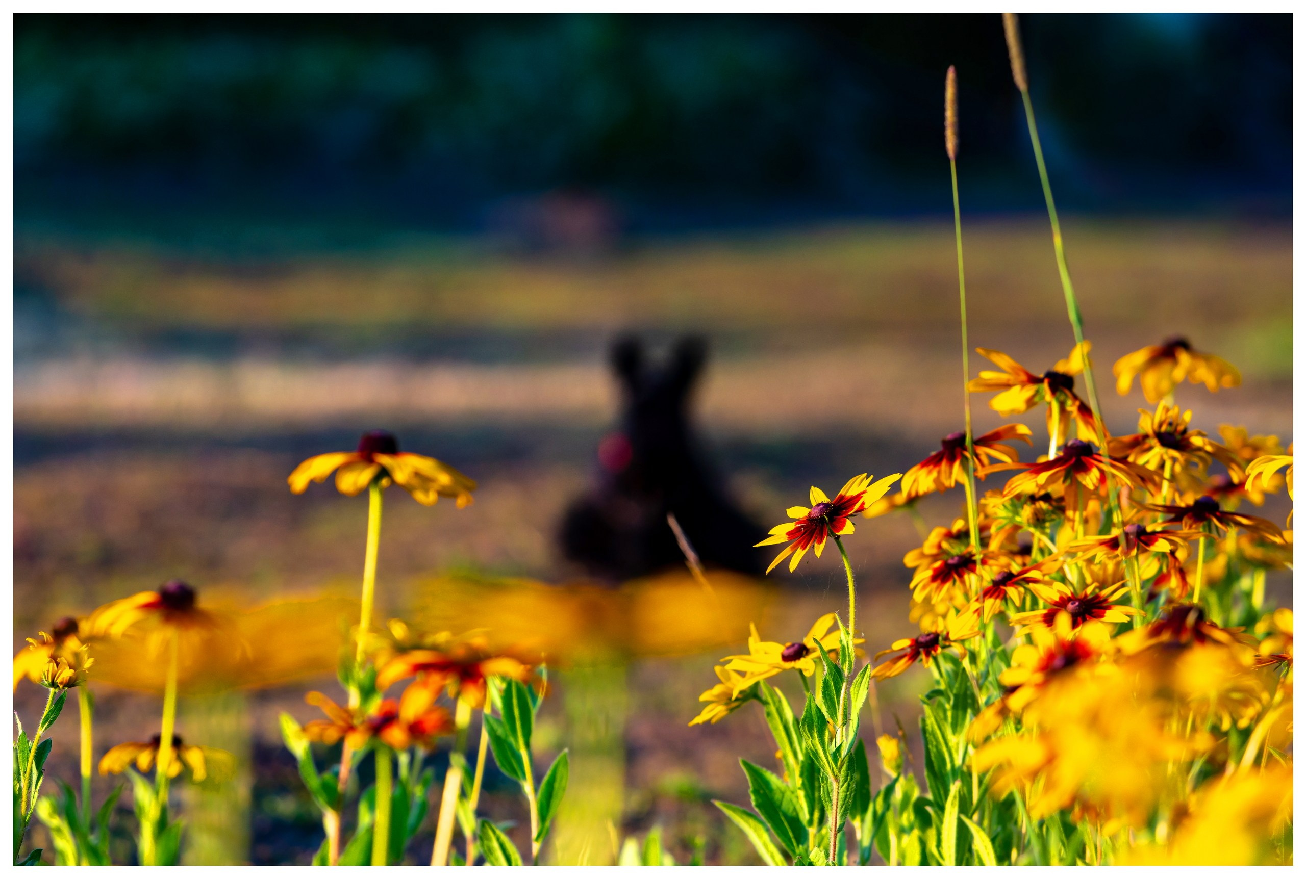 Лютики-цветочки — галерея NATRIEL