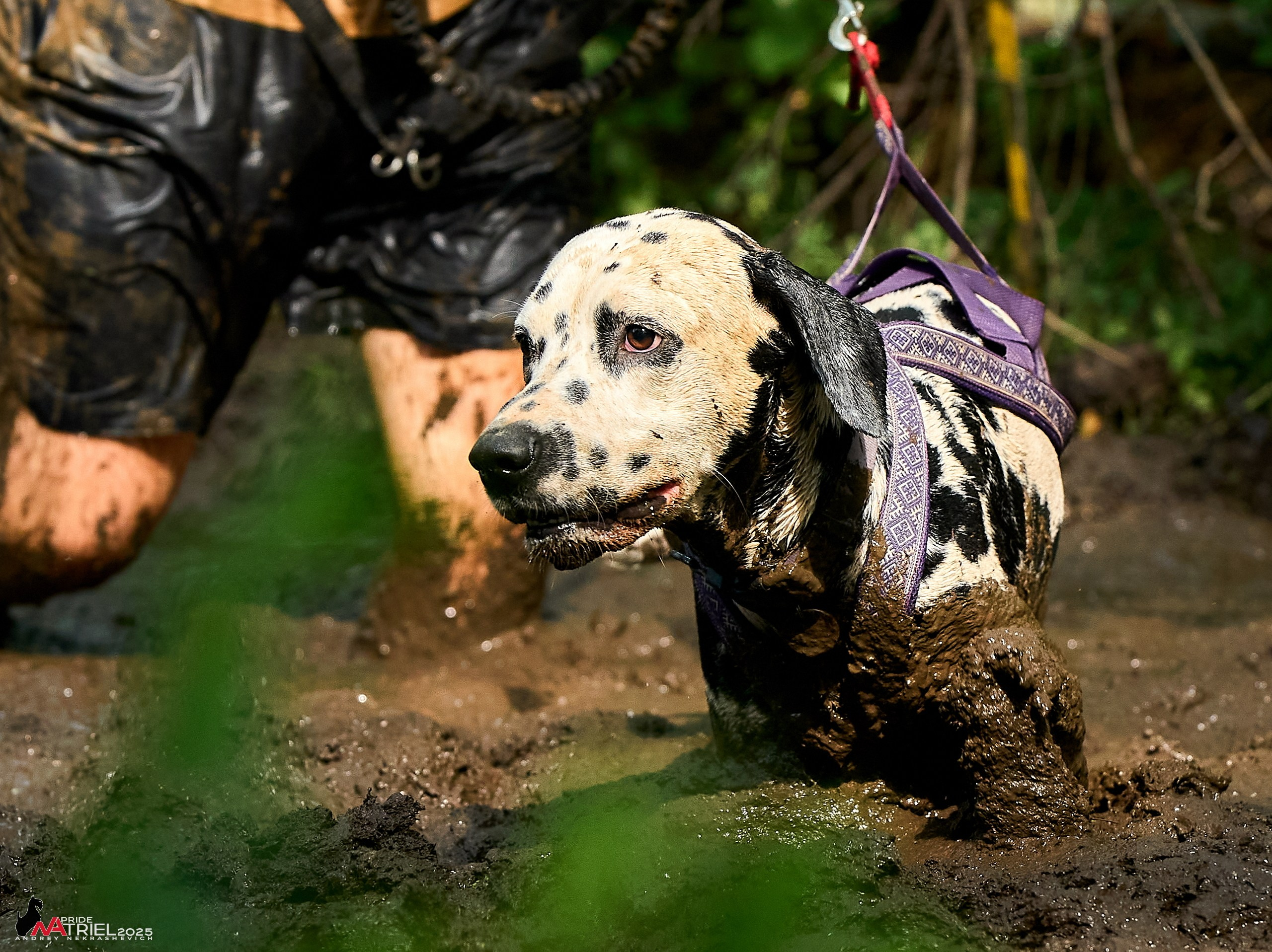 Russian Extreme Dog Trail — 2025