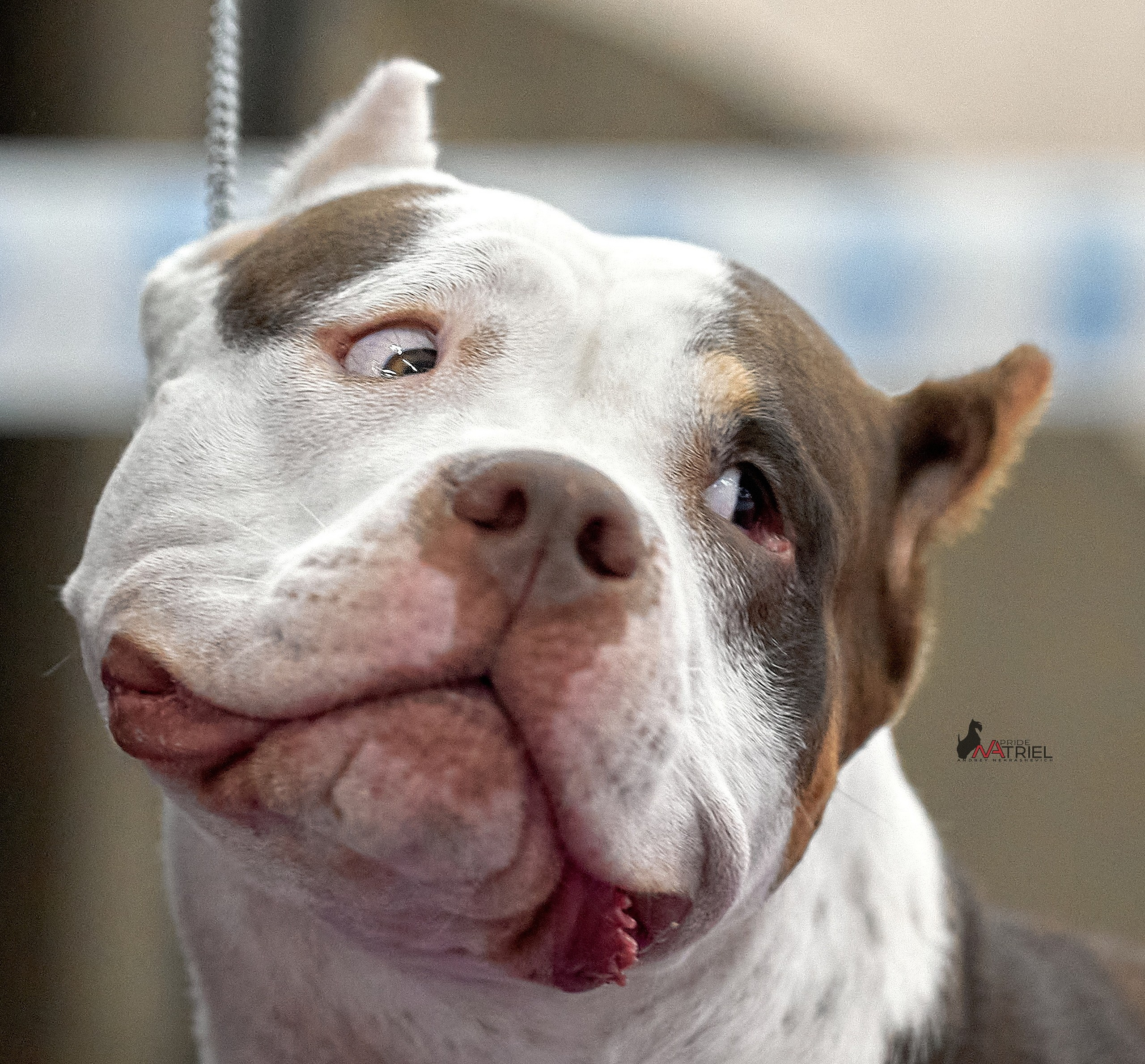 Портреты собак — галерея NATRIEL