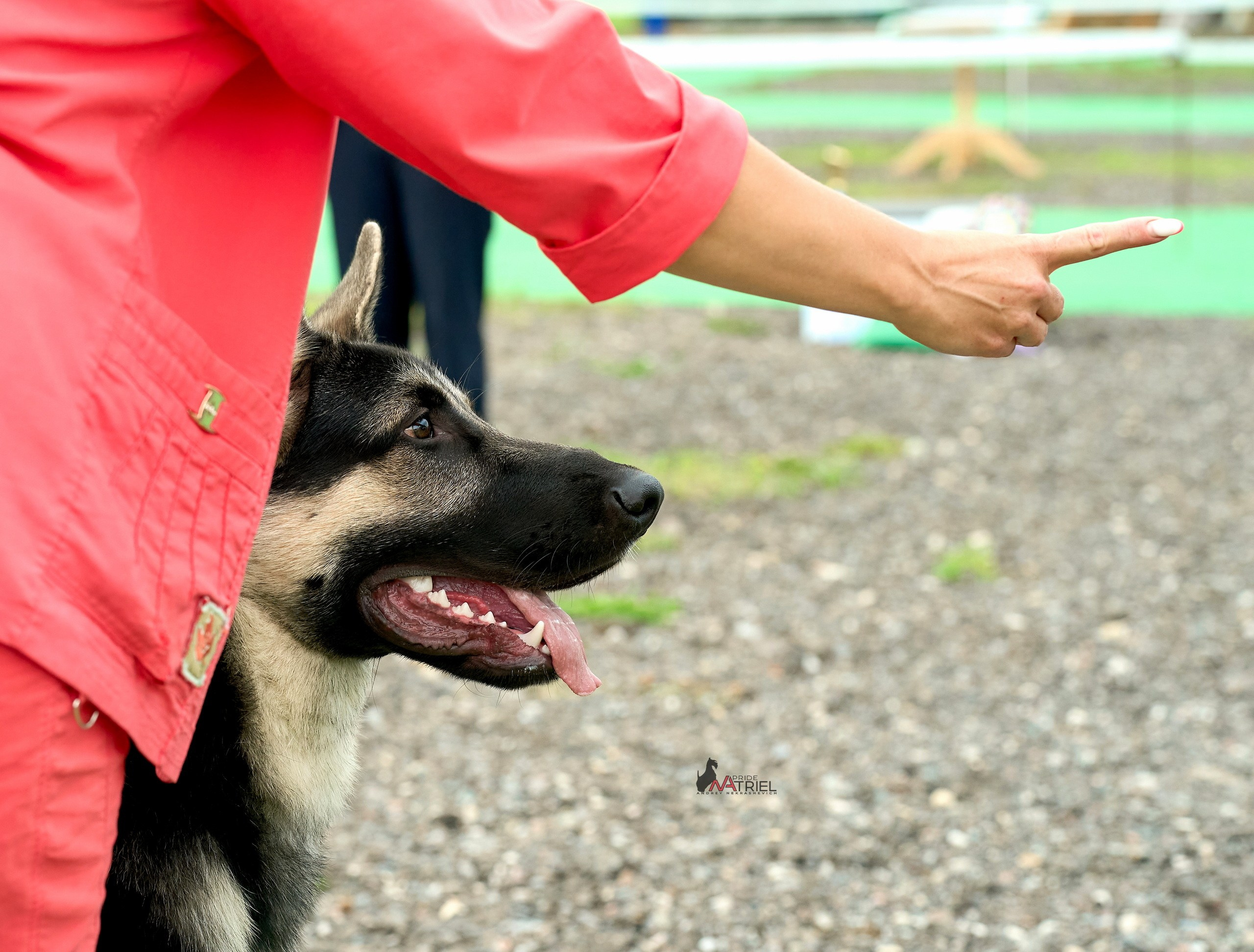 Работа в рингах — галерея NATRIEL