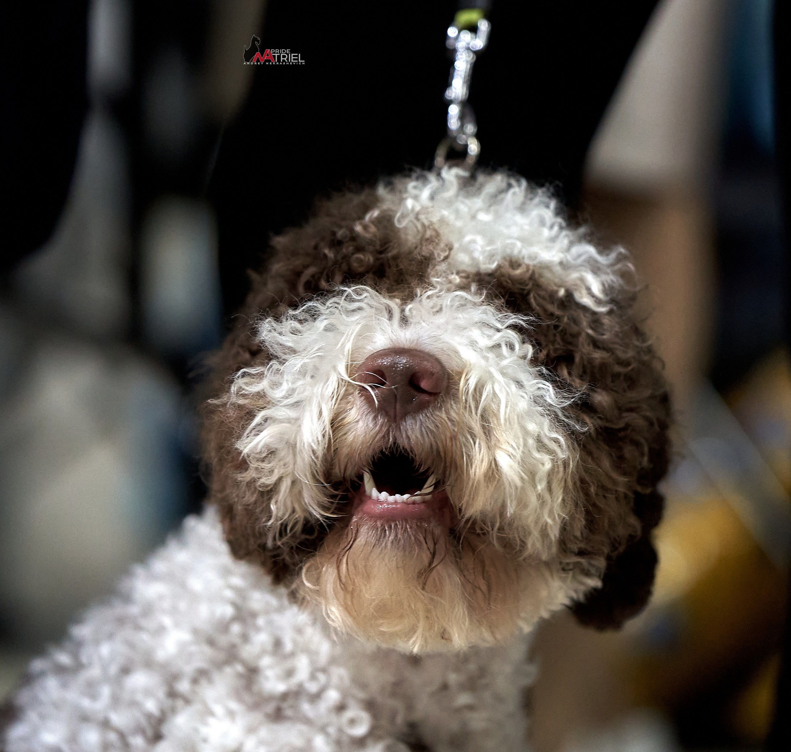 Портреты собак — галерея NATRIEL