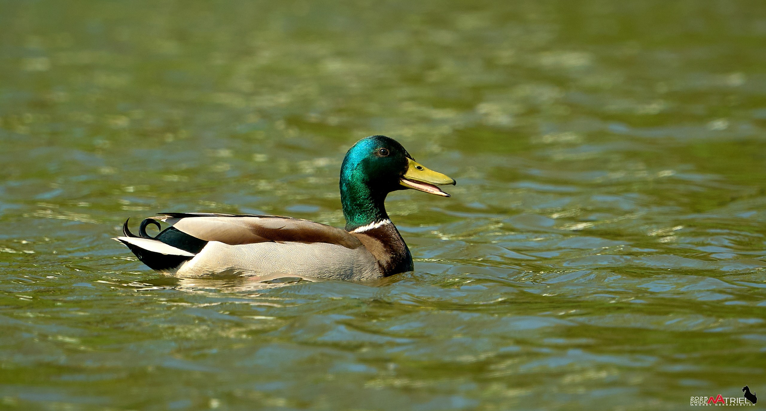 Птички и цветочки