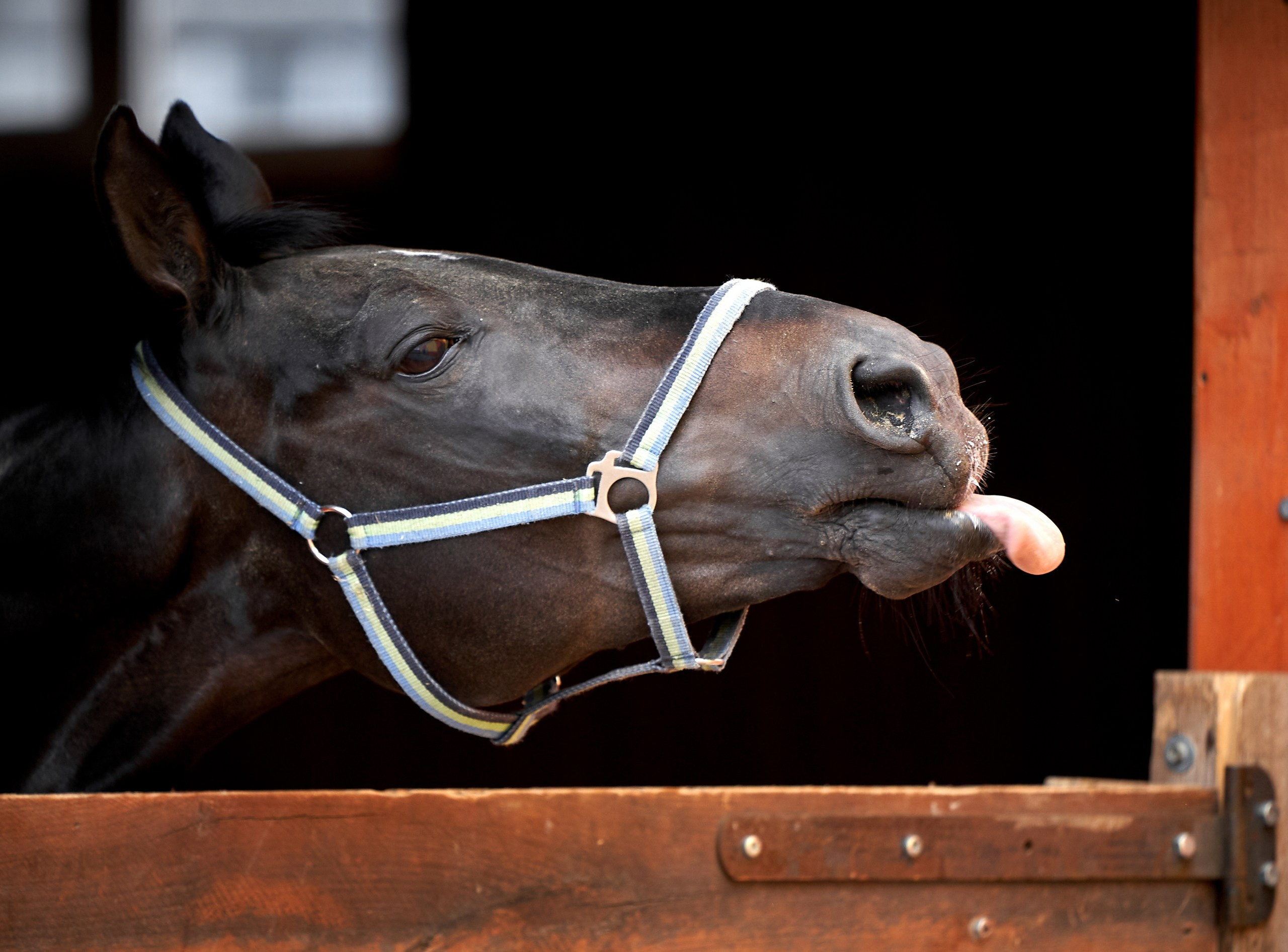 Снимки лошадей — галерея NATRIEL