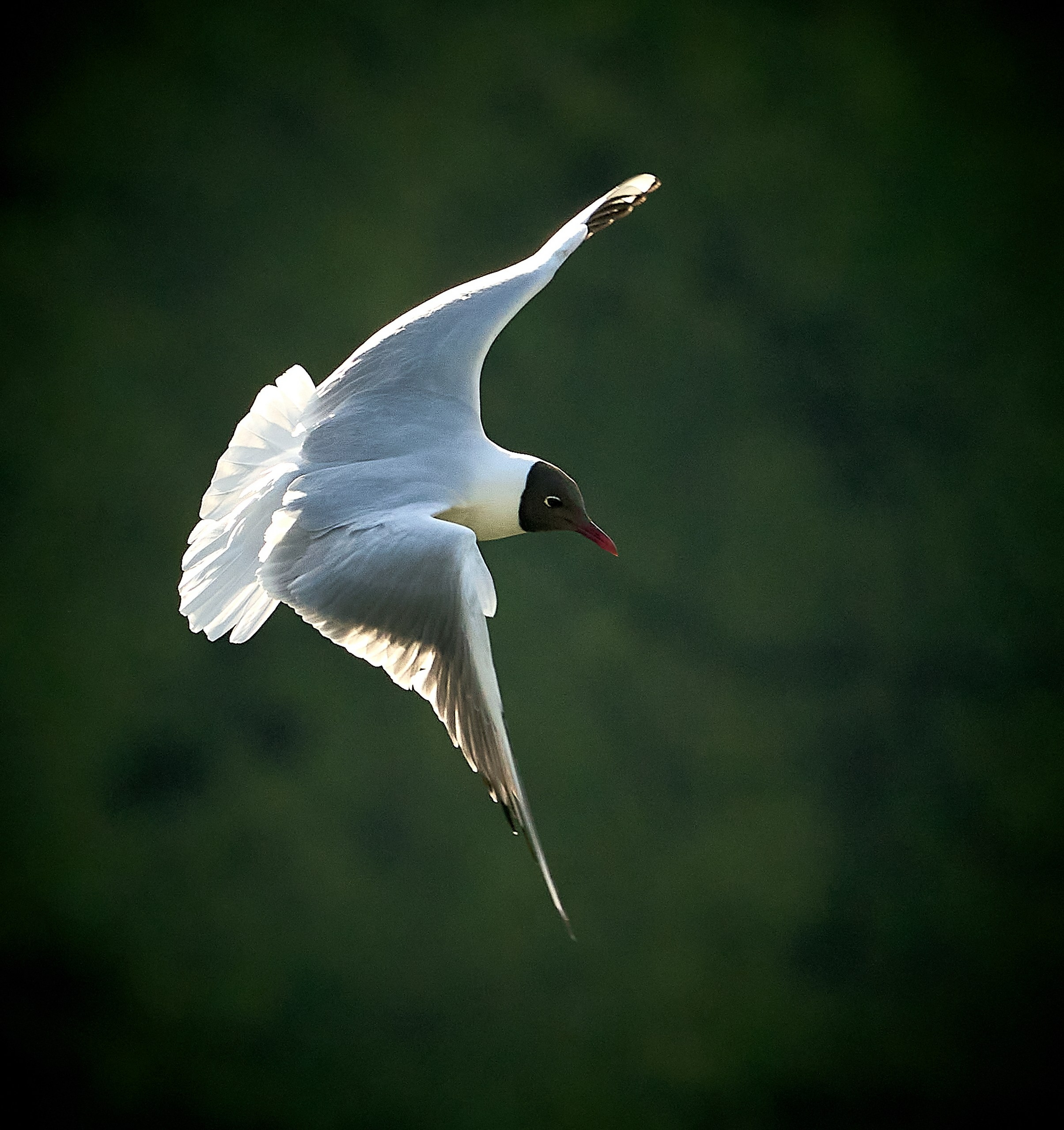 Фото птиц — галерея NATRIEL