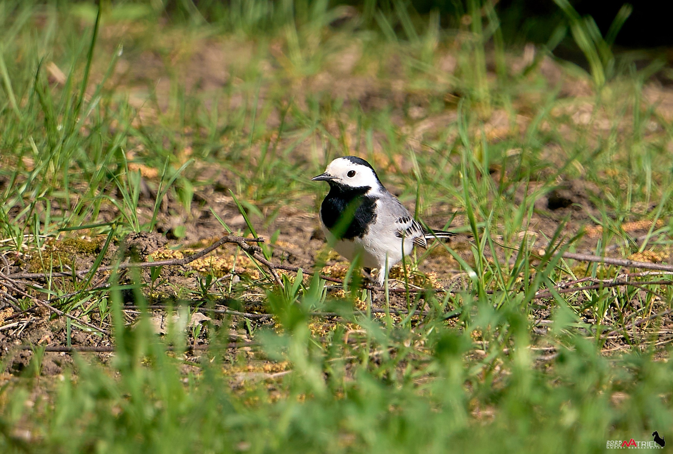 Природа в апреле. Всё в цветении!