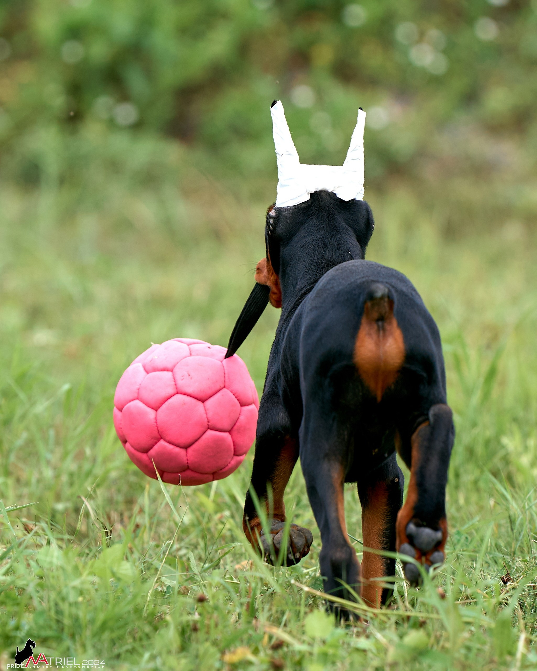 Съемка щенков доберманы